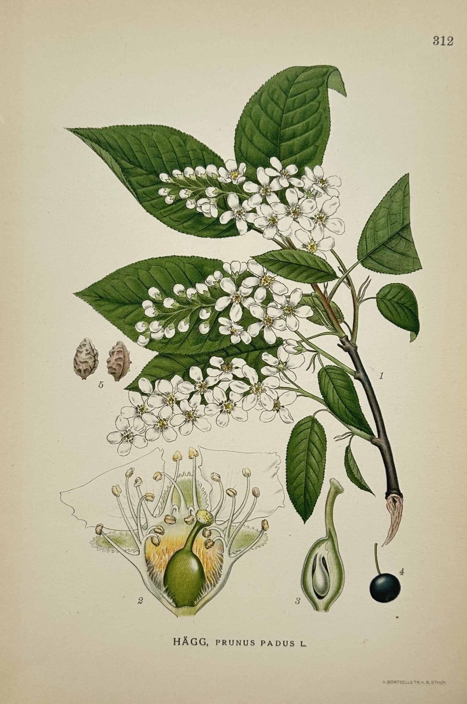 Carl Axel Magnus Lindman – Bird Cherry – Lithograph (20th Century): "Bird Cherry" The lithograph features a botanical illustration showcasing a woody branch bearing serrated green leaves and dense racemes of white blossoms alongside detailed internal cross-sections of