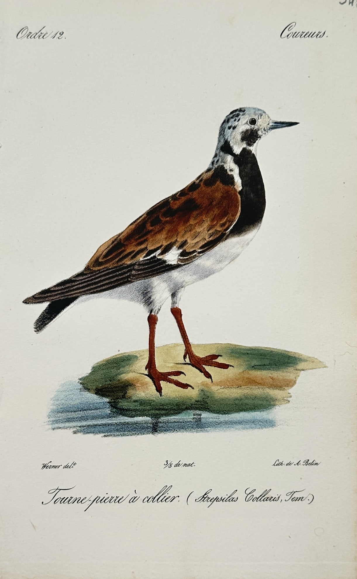 Jean Charles Werner – Ruddy Turnstone – Lithograph (19th Century) (1 of 2)