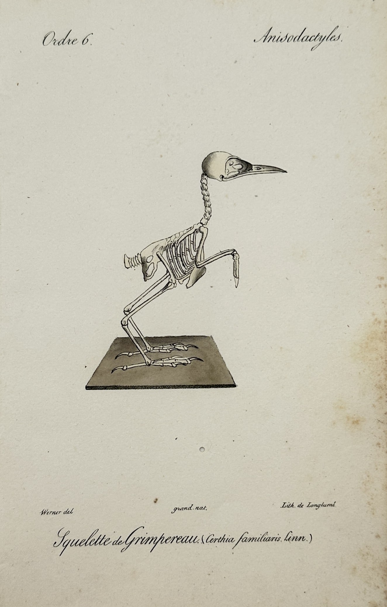 Jean Charles Werner – Skeleton of the Eurasian Treecreeper – Lithograph (19th Century): "Skeleton of the Eurasian Treecreeper" The lithograph features a zoological osteological illustration showcasing the complete articulated skeletal frame of a small passerine bird mounted upon a plain 