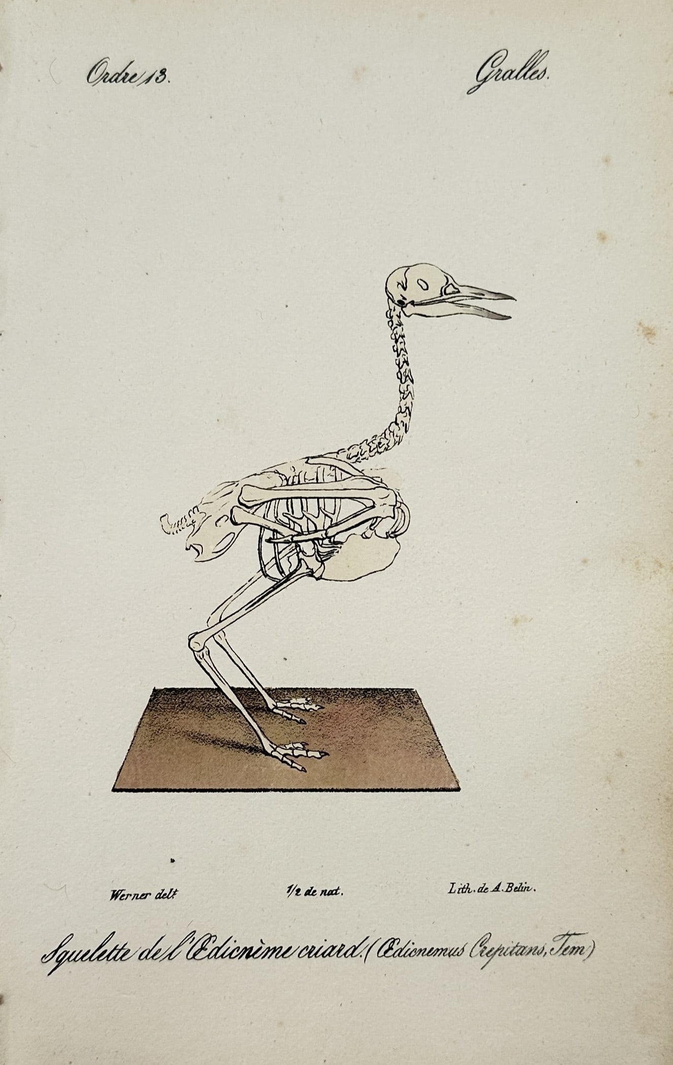 Jean Charles Werner – Skeleton of the Eurasian Stone-Curlew – Lithograph (19th Century): "Skeleton of the Eurasian Stone-Curlew" The lithograph features a zoological osteological illustration showcasing the complete articulated skeletal frame of a wading bird mounted upon a plain rectangu