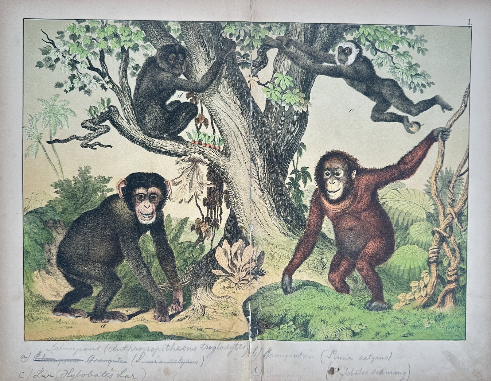 Gotthilf Heinrich von Schubert – Great Apes and Primates – Lithograph (19th Century): "Great Apes and Primates" The hand-colored lithograph features a natural history illustration showcasing various primate species, including a chimpanzee on the ground, an orangutan grasping a vine, an