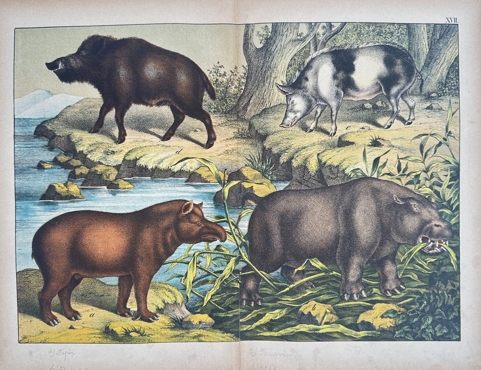 Gotthilf Heinrich von Schubert – Wild Boars, Hippopotamus, and Tapir – Hand-Colored Lithograph: "Wild Boars, Hippopotamus, and Tapir" The hand-colored lithograph features a natural history illustration showcasing various large mammal species in a shared landscape, including a wild boar near a wa