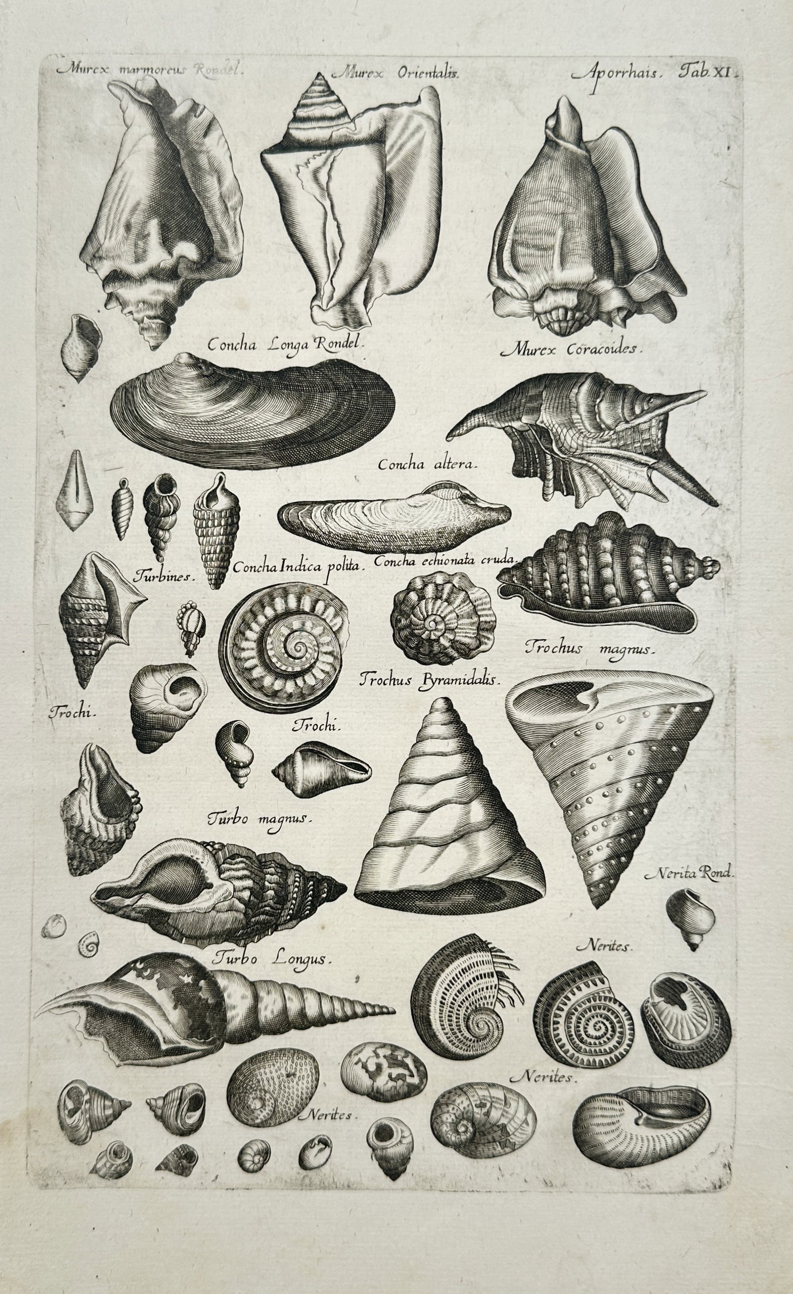 John Jonston – Malacological Plate of Marine Shells – Engraving (17th Century) (1 of 2)