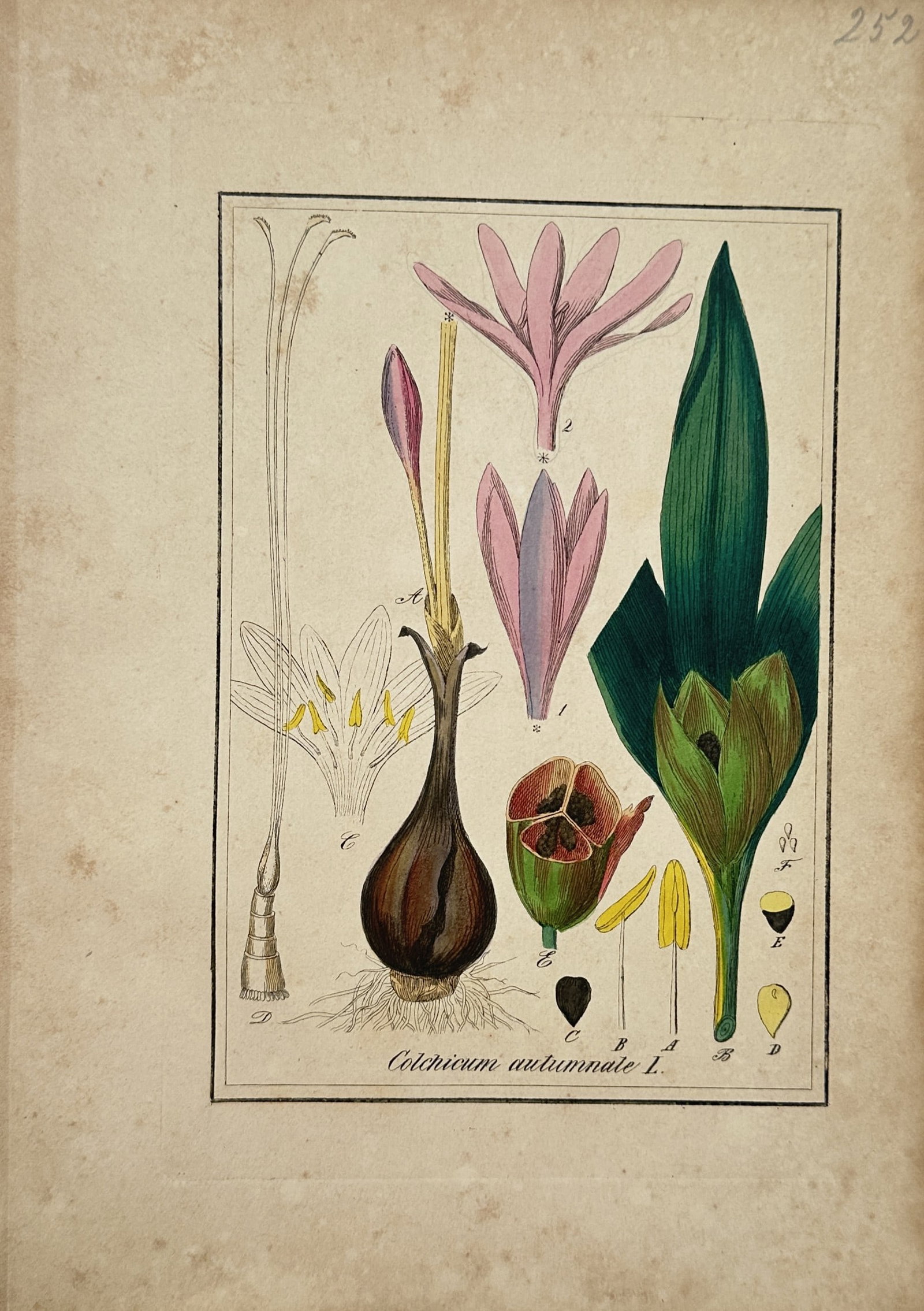 Max Schulze – Botanical Plate of Meadow Saffron (Colchicum autumnale) – Lithograph: "Colchicum Autumnale L." presents a broad overview of a meadow saffron plant including its underground corm root structure, elongated green foliage, and pale purple blossoms compiled for a comprehensi