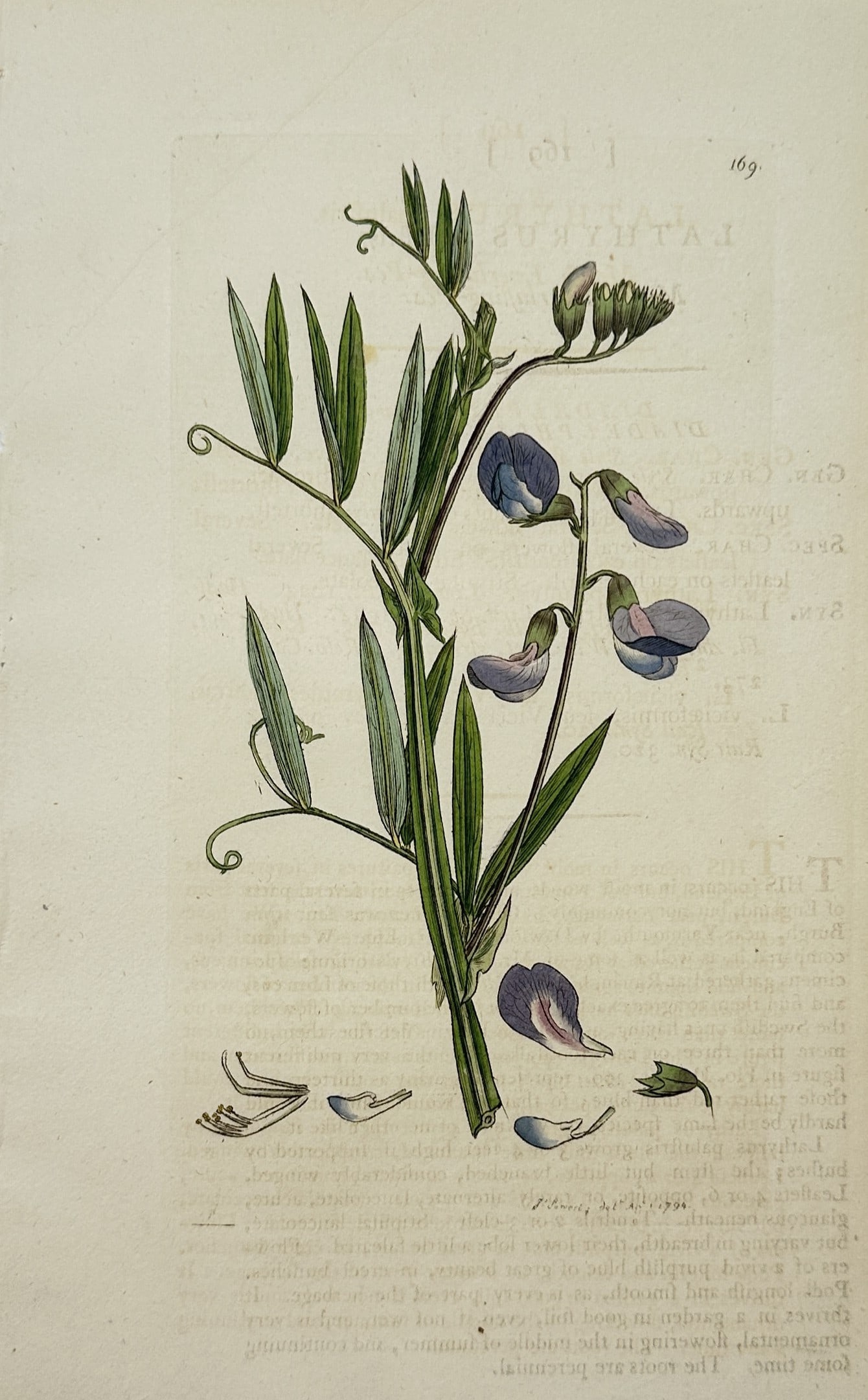 James Sowerby – Botanical Plate of Vetchling (Lathyrus) – Engraving (19th Century): "Lathyrus" presents a broad overview of a climbing vetchling stem featuring narrow green leaflets, coiled tendrils, and purplish-blue blossoms compiled for a comprehensive natural history reference wo