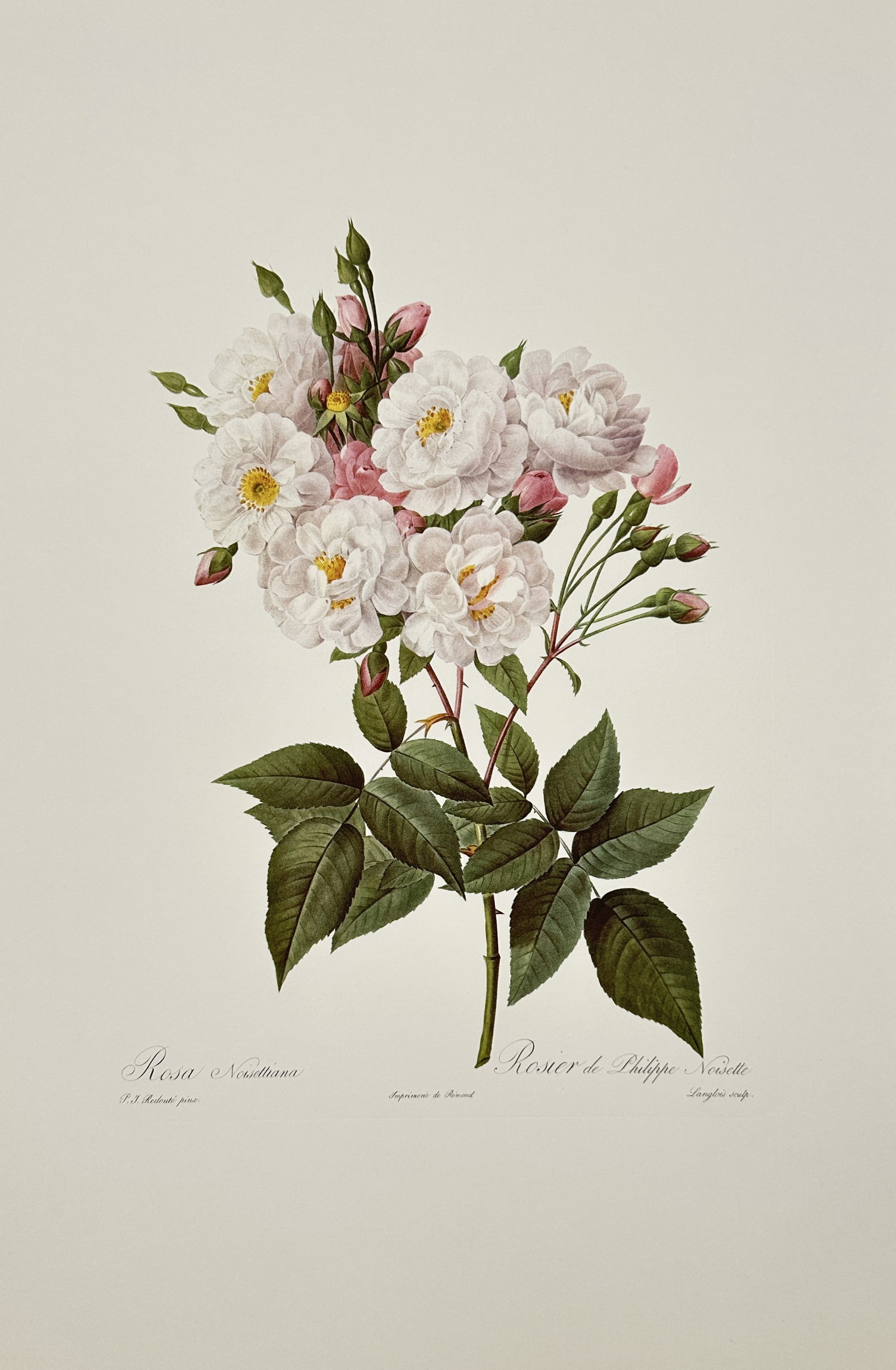 Pierre-Joseph Redouté,after – Botanical Study of Noisette Rose – Offset print (20th Century): "Noisette Rose" depicts a detailed botanical study of a cluster of pale pink and white roses with yellow centers, accompanied by buds and rich green foliage. This artwork represents a twentieth-centur