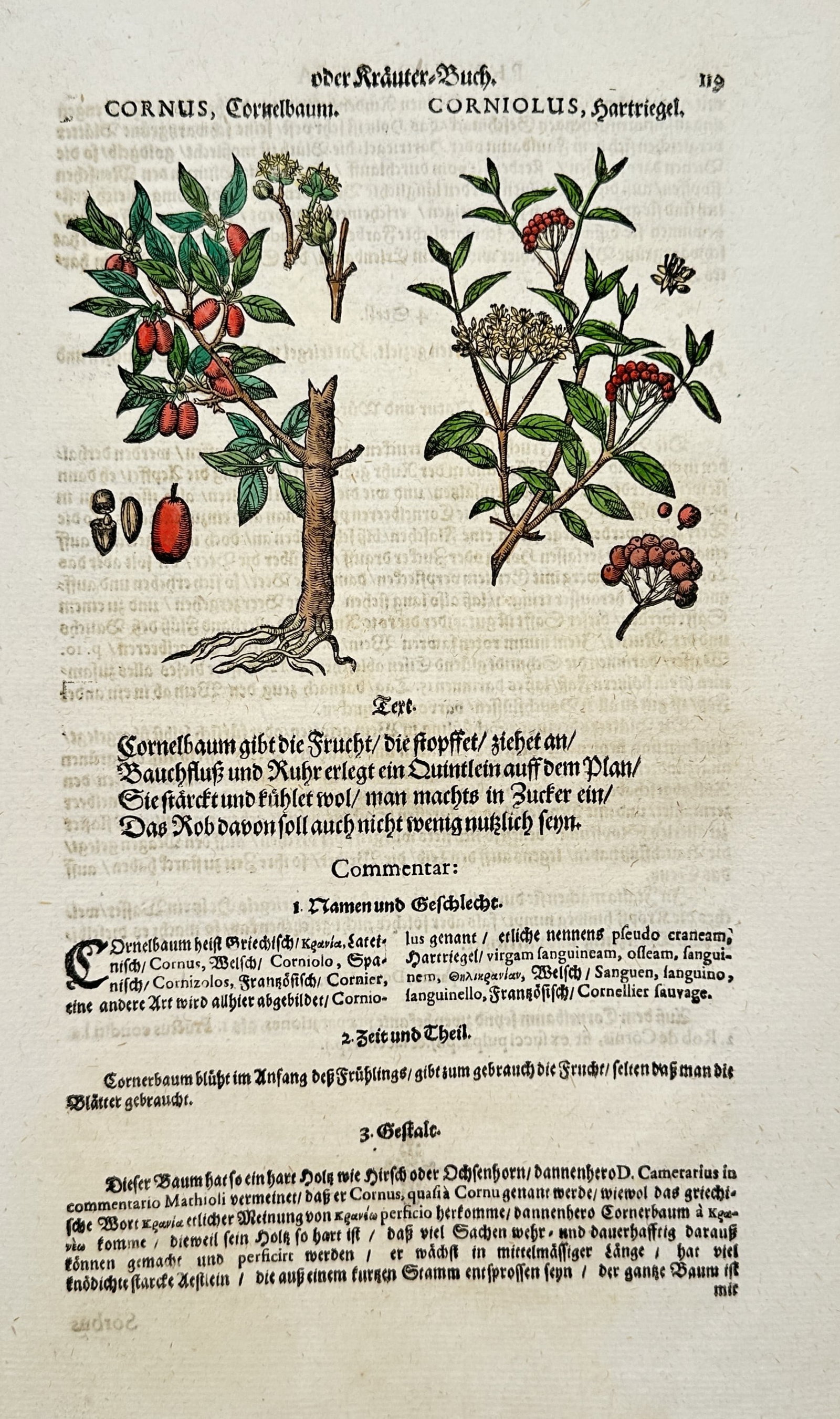 Johann Joachim Becher – Botanical Study of Cornel Cherry and Dogwood – Hand-Colored Woodcut: "Cornel Cherry and Dogwood" depicts detailed botanical studies of cornelian cherry and dogwood plants showcasing leafy branches, bright red berries, and white flower clusters set against printed Germa