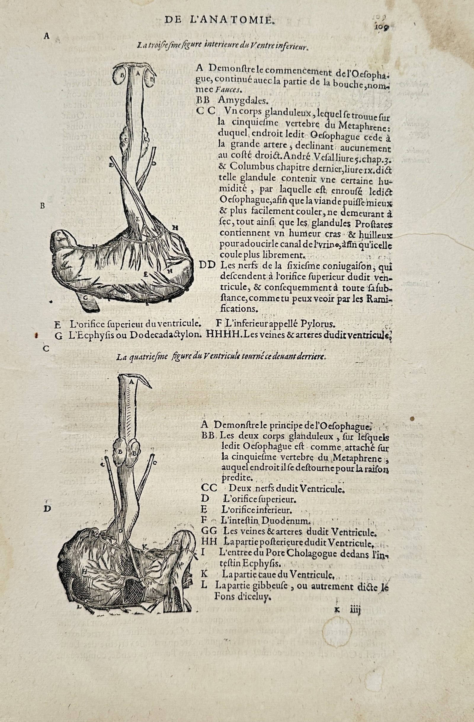 Ambroise Paré – Anatomical Study of the Esophagus and Stomach – Woodcut (16th Century) (1 of 2)