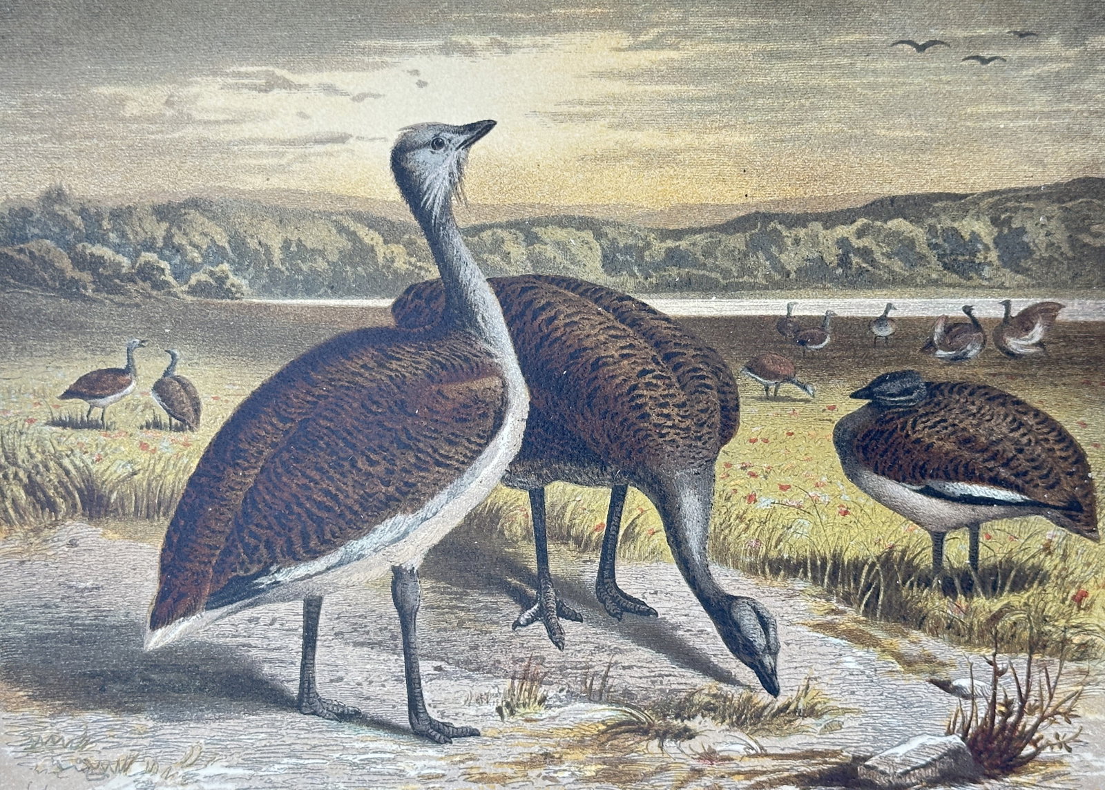Gotthilf Heinrich von Schubert – Great Bustards in a Landscape – Lithograph (19th Century): "Great Bustard" depicts a flock of great bustards foraging and resting in an open grassy landscape with a body of water and distant hills beneath a soft atmospheric sky. This color lithograph was publ