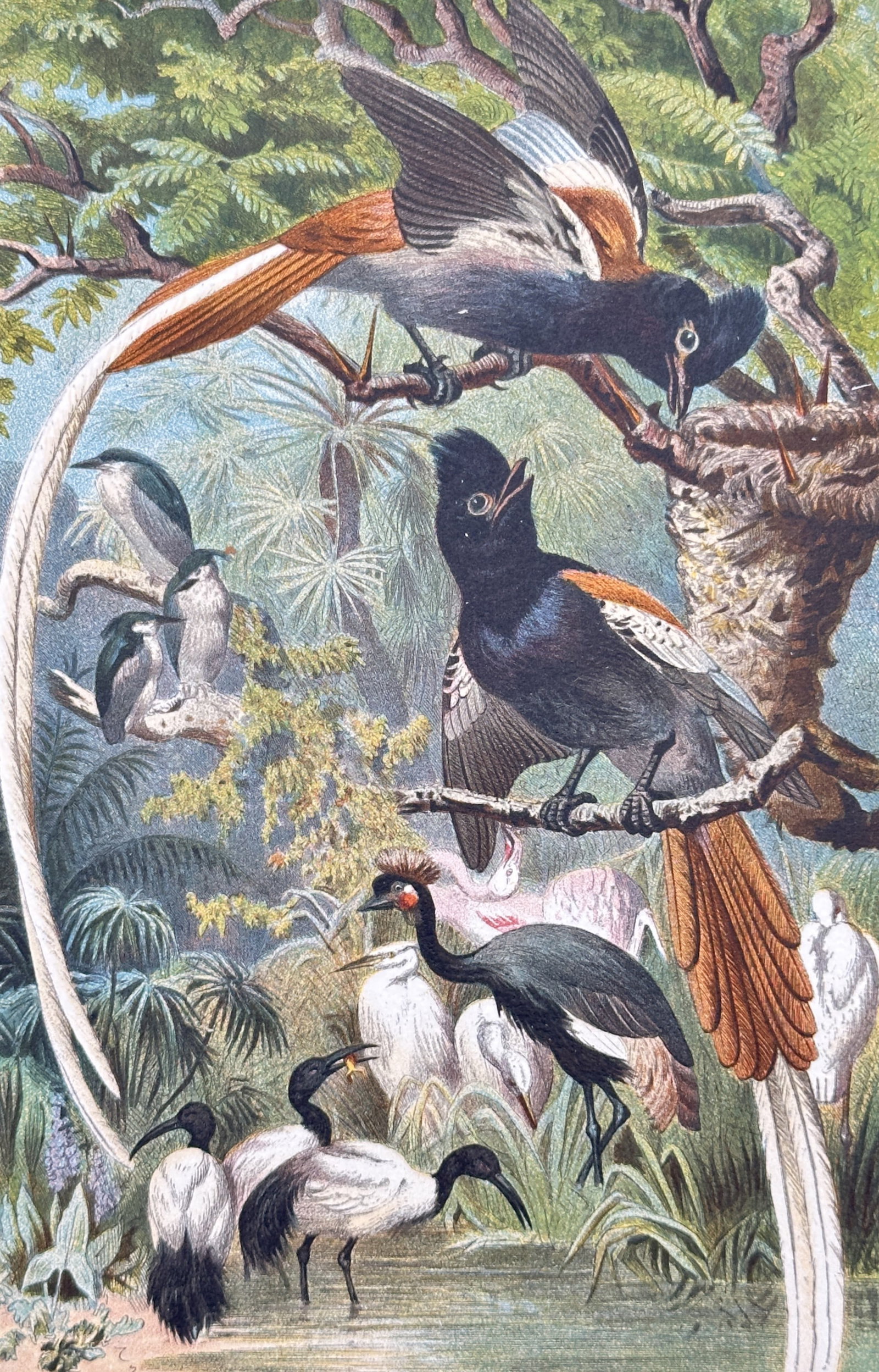 Gotthilf Heinrich von Schubert – Paradise Flycatchers – Lithograph (19th Century): "Paradiesfliegenfänger" depicts long-tailed paradise flycatchers perched on tree branches alongside a nest, with various wading birds and exotic foliage set in a lush tropical landscape. This color l