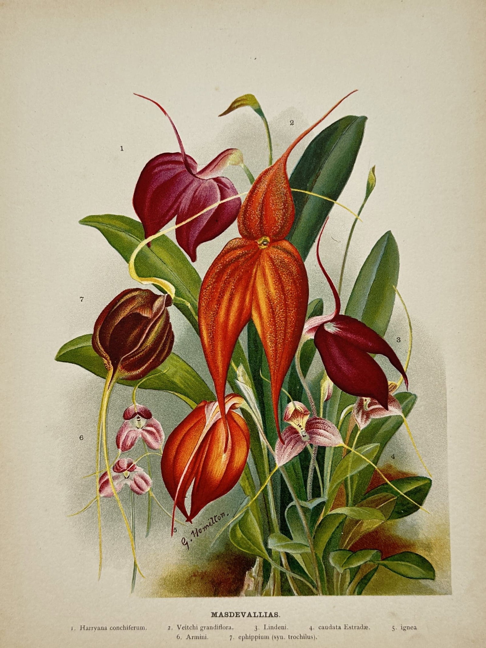 Gustav Hamilton – Botanical Study of Masdevallia Orchids – Chromolithograph (19th Century): "Masdevallia Orchids" depicts a botanical arrangement featuring vibrant red, orange, and purple Masdevallia orchid blossoms framed by rich green leaves and long floral tendrils. This chromolithograph 
