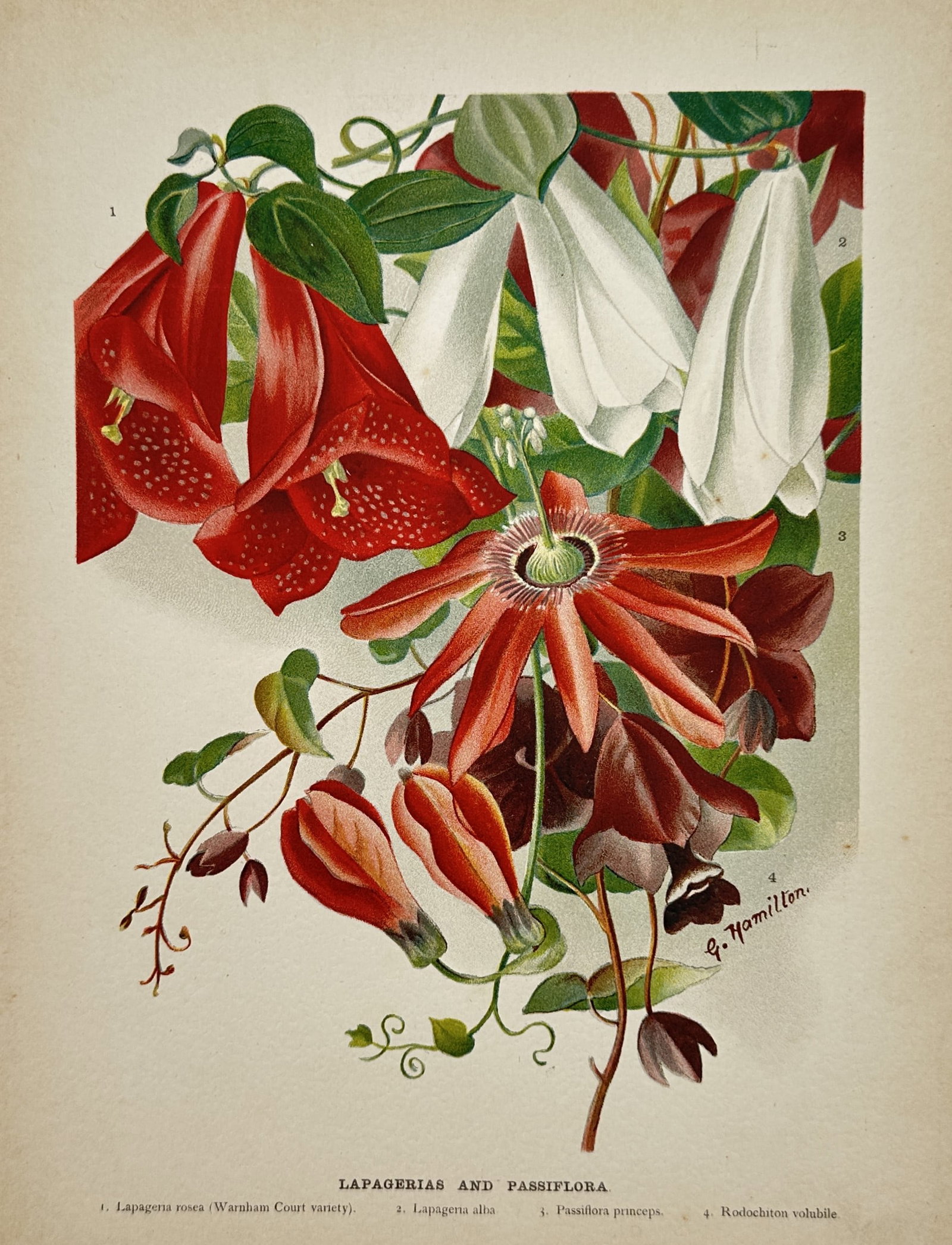 Gustav Hamilton – Botanical Study of Lapagerias and Passiflora – Chromolithograph (19th Century): "Lapagerias and Passiflora" depicts a lush botanical arrangement featuring red and white bell-shaped Lapageria blossoms along with vibrant red passion flowers and twining green tendrils. This chromoli