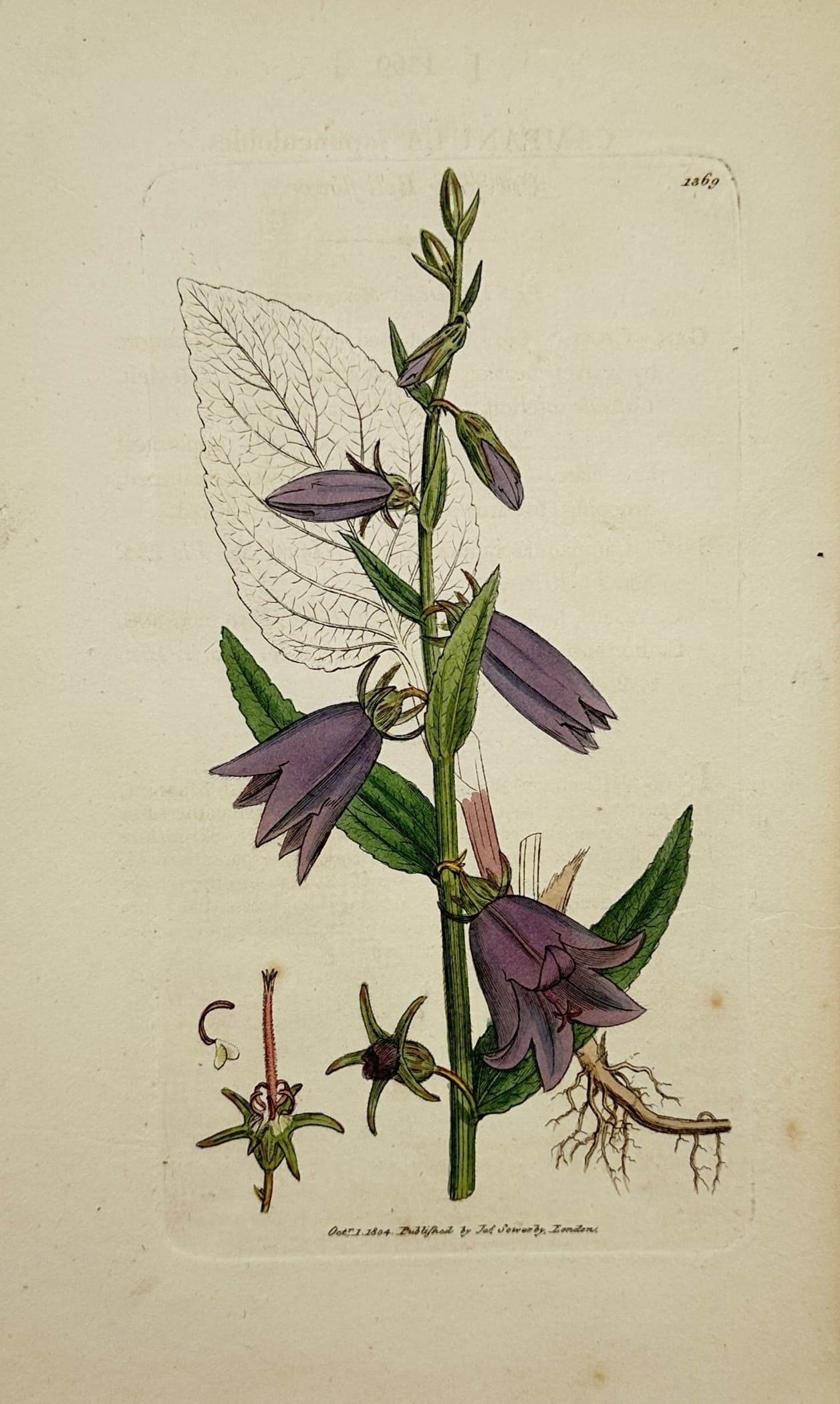 James Sowerby – Nettle-Leaved Bellflower – Engraving (19th Century): "Nettle-Leaved Bellflower" illustrates a detailed botanical study of the flowering bellflower stem displaying purple bell-shaped blossoms, foliage, and structural floral dissections. The print comes f