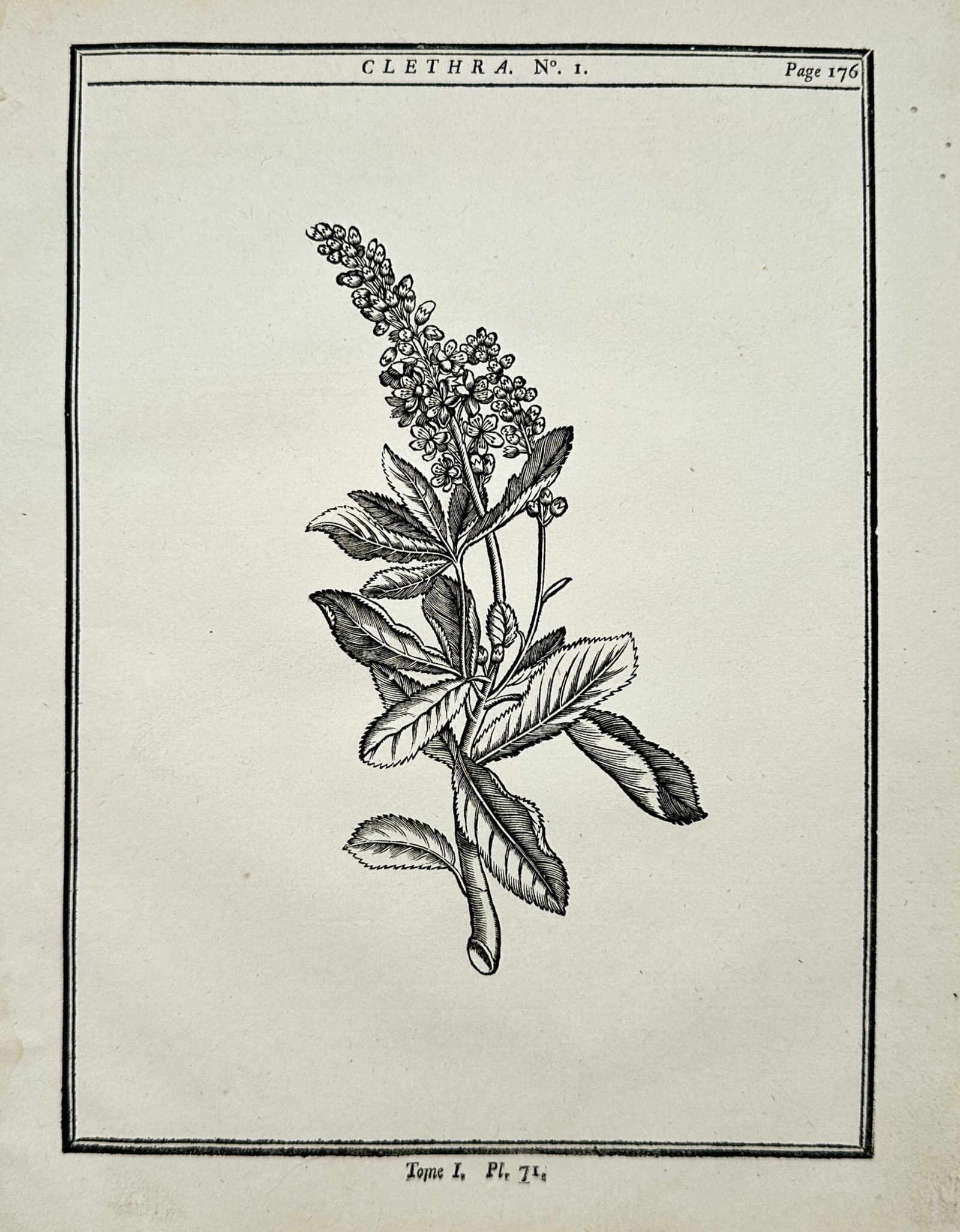 Henri-Louis Duhamel du Monceau – Clethra Plant Study – Engraving (18th Century): "Clethra Plant Study" presents a botanical illustration displaying a flowering branch of a Clethra shrub with detailed serrated foliage and terminal flower racemes. The engraving was published in the 
