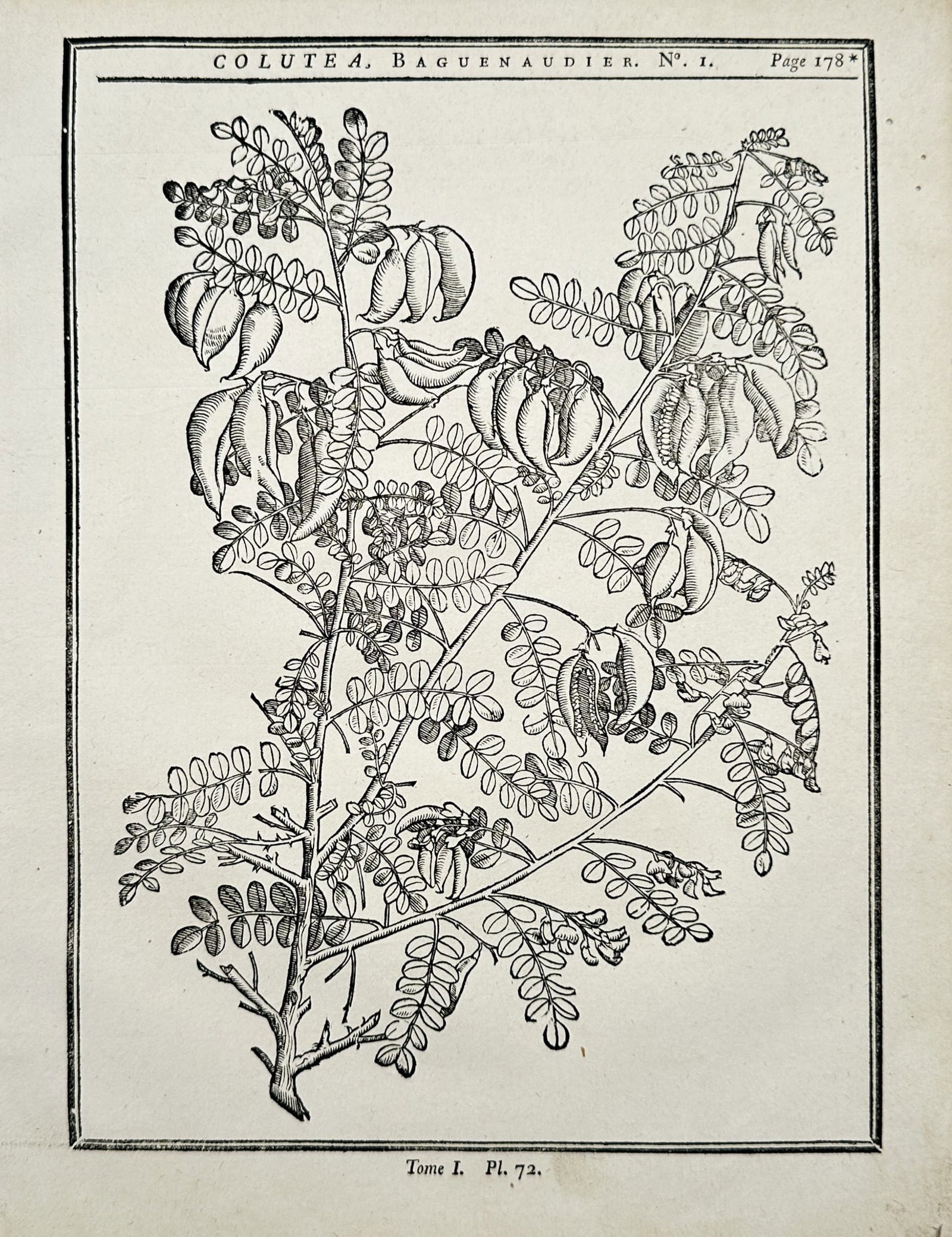 Henri-Louis Duhamel du Monceau – Colutea, Baguenaudier (Bladder Senna) – Engraving: "Colutea, Baguenaudier (Bladder Senna)" presents a botanical illustration displaying a branch of Colutea with pinnate leaves, distinctive swollen seed pods, and delicate blossoms. The engraving was pu