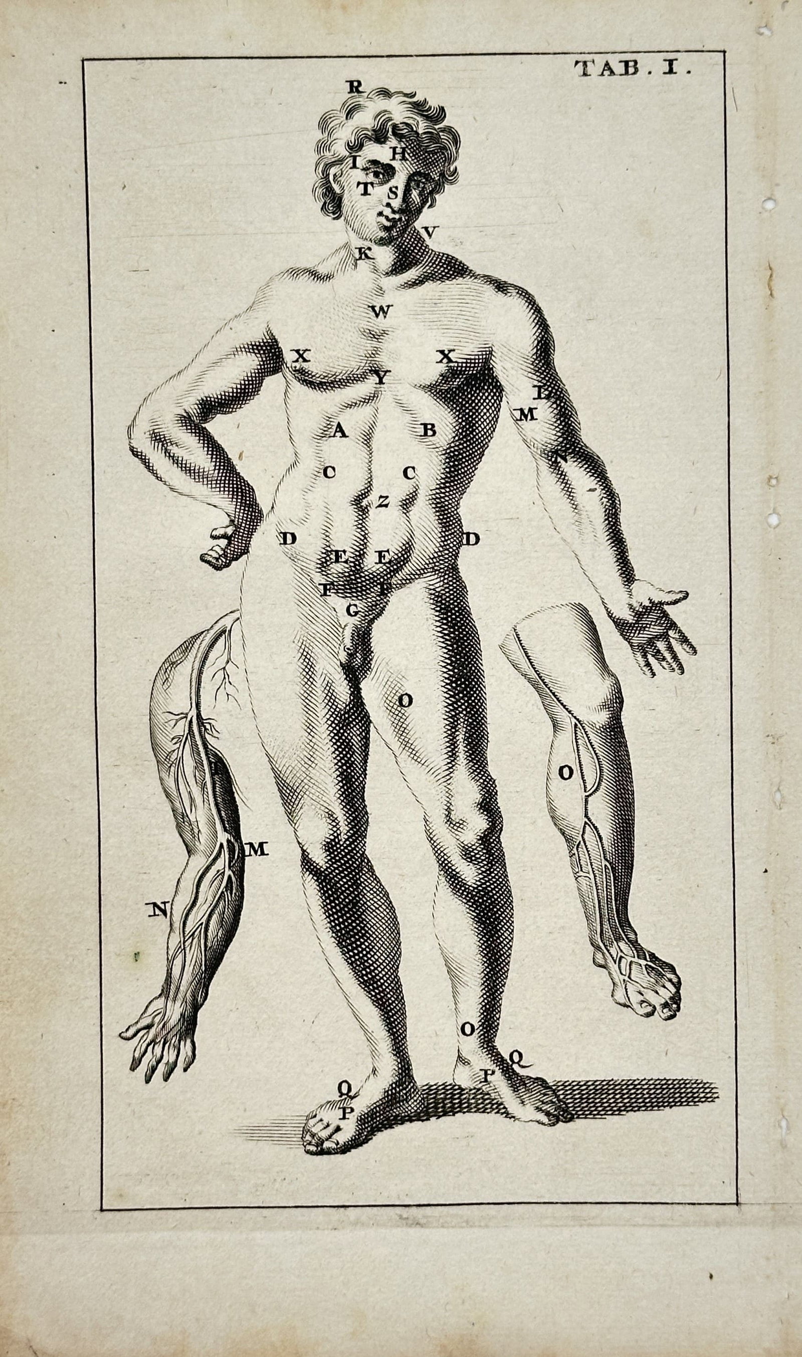 Johann Adam Kulmus – Anatomical Study of the Human Figure – Engraving (18th Century) (1 of 1)