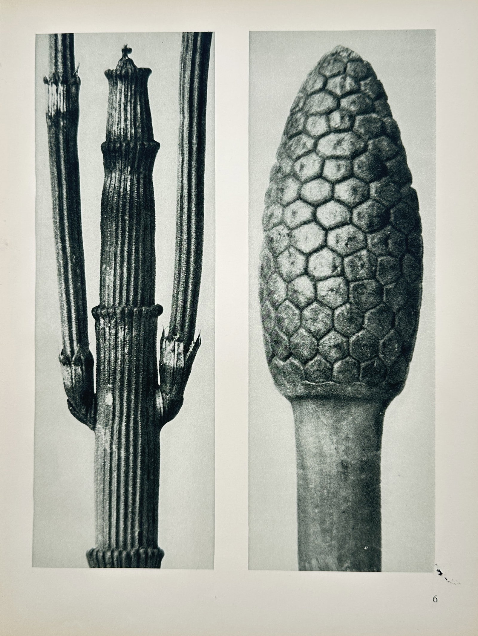 Karl Blossfeldt,after – Plant Structures – Offset Print (20th Century): "Plant Structures" presents a close-up photographic study depicting enlarged botanical forms focusing on the intricate textures and geometric patterns of plant stems and buds. The offset print was pub