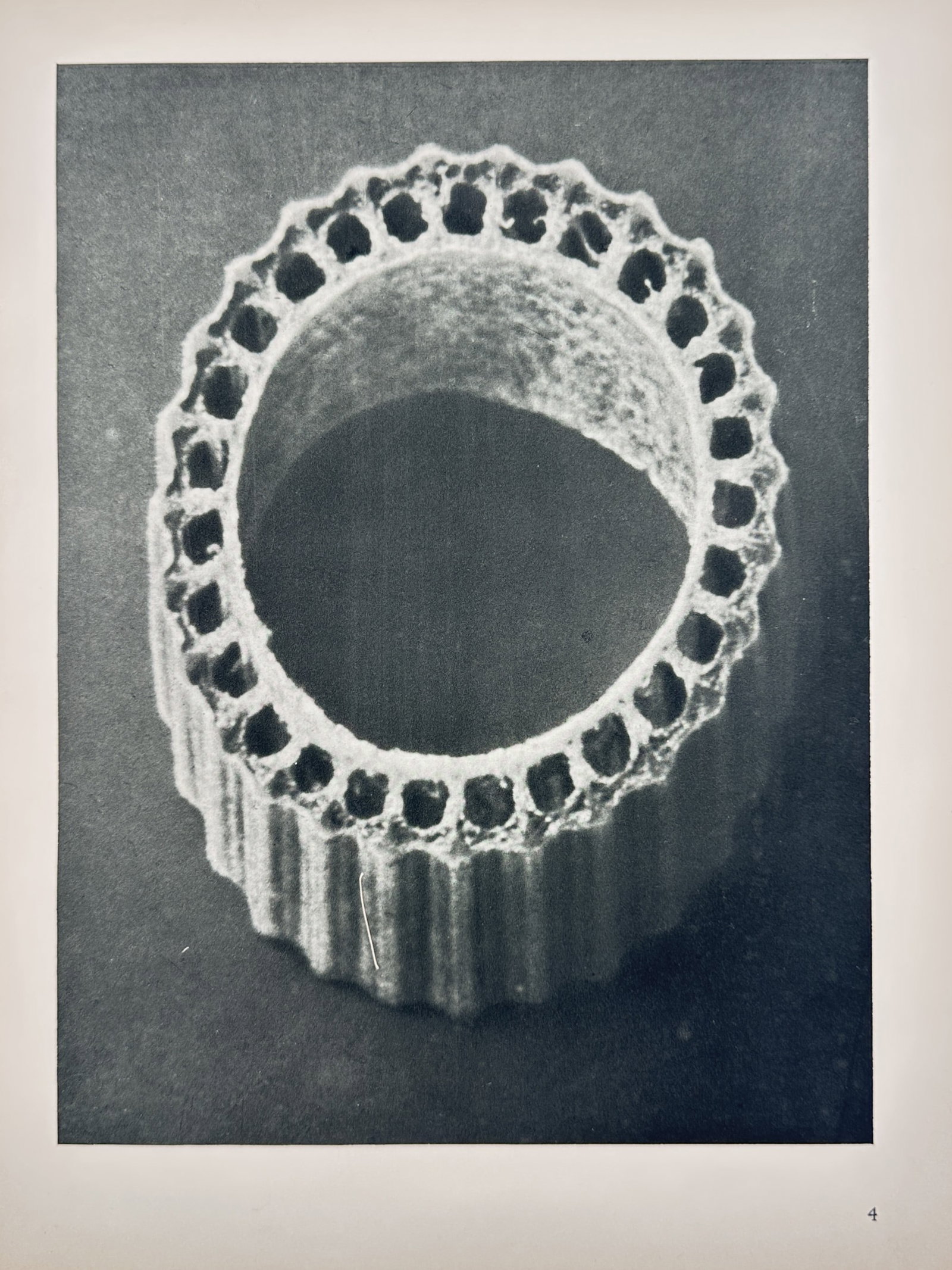 Karl Blossfeldt,after – Cross Section of a Plant Stem – Offset Print (20th Century): "Cross Section of a Plant Stem" presents a close-up photographic study depicting a magnified botanical cross-section highlighting the porous cellular structure and architectural symmetry of a plant st