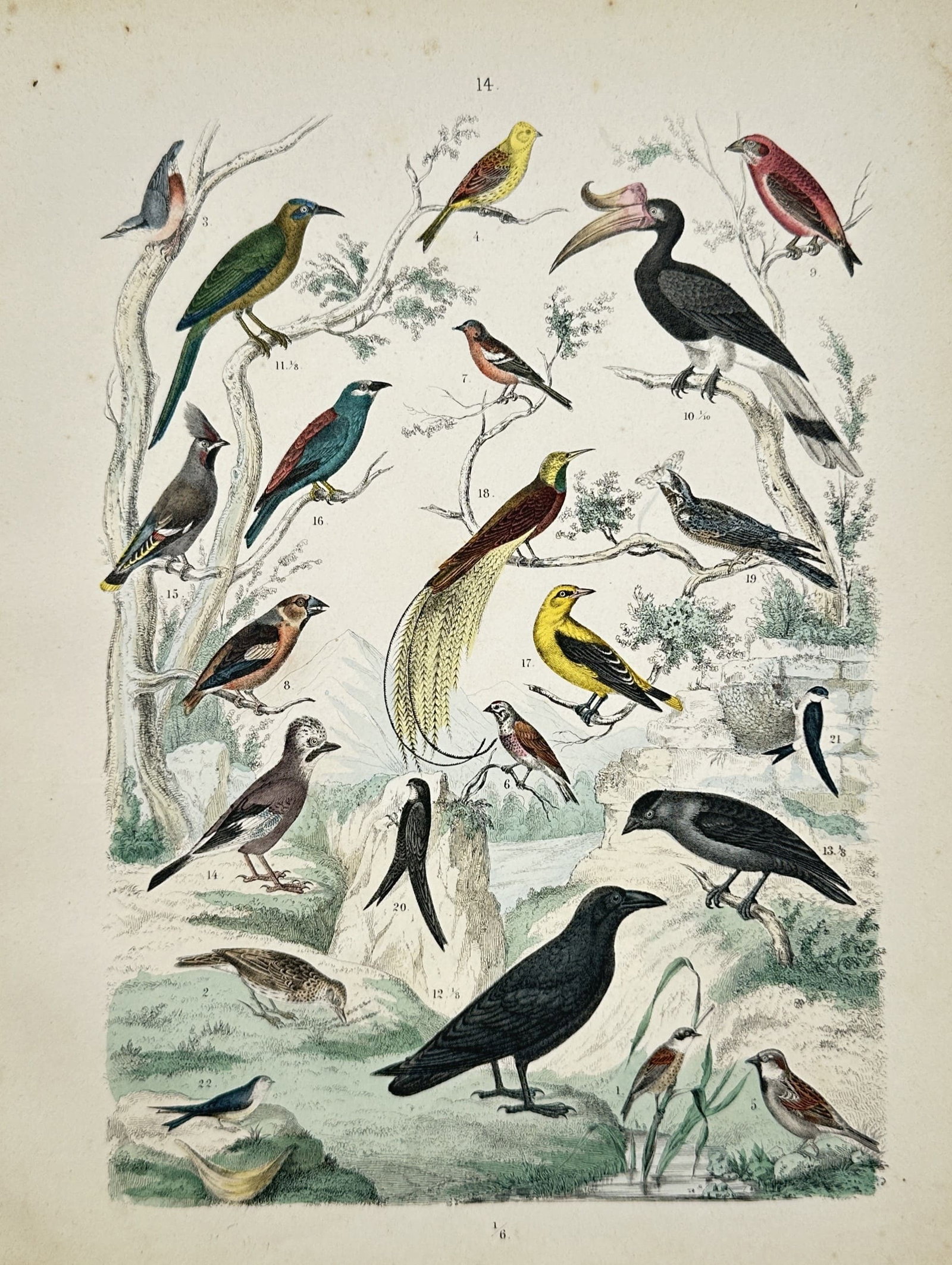 Traugott Bromme – Various Exotic and European Bird Species – Hand-Colored Engraving: "Various Exotic and European Bird Species" presents a natural history study depicting a diverse arrangement of songbirds, hornbills, and corvids perched amidst branches and natural landscapes. The han