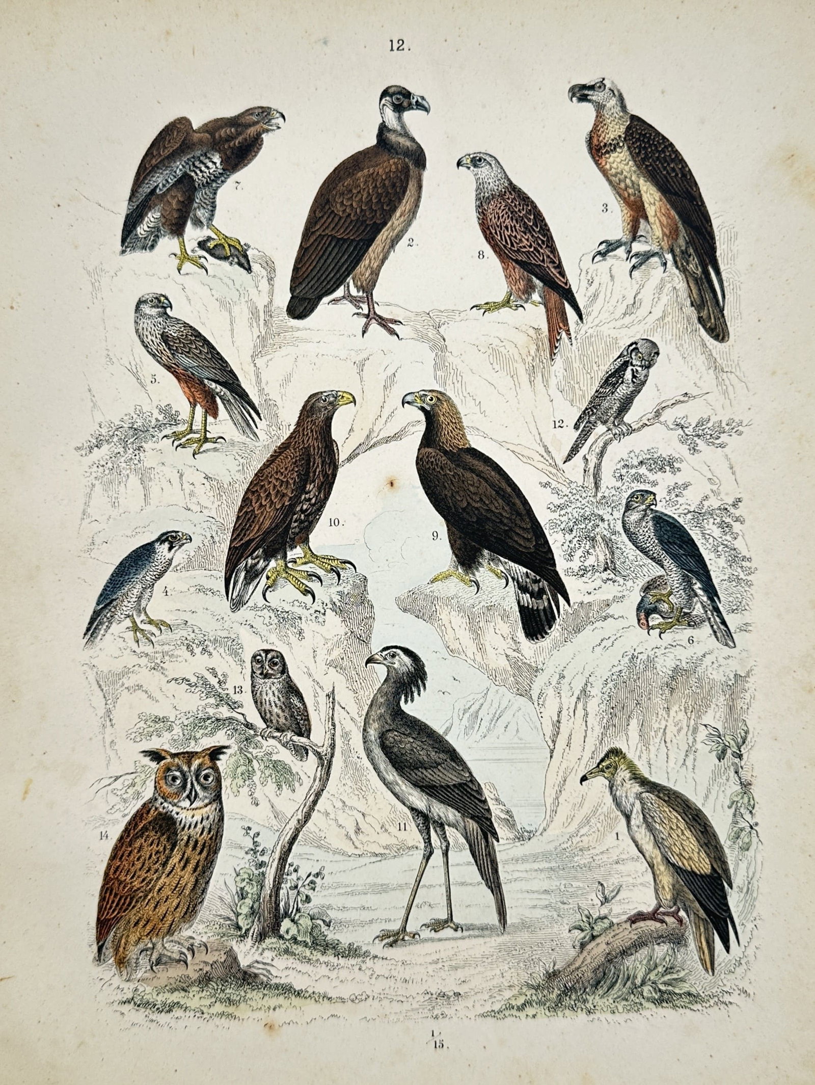 Traugott Bromme – Birds of Prey and Owls – Hand-Colored Engraving (19th Century): "Birds of Prey and Owls" presents a natural history study depicting a varied collection of raptors, eagles, falcons, vultures, and owls perched in a rocky, mountainous landscape setting. The hand-colo