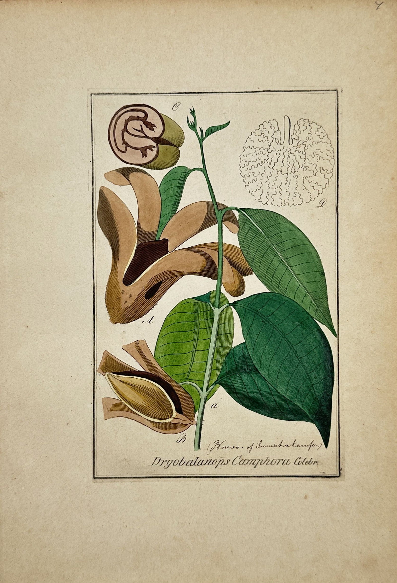 Max Schulze – Dryobalanops Camphora (Borneo Camphor) – Lithograph (19th Century): "Dryobalanops Camphora" This botanical print illustrates the leaves, flowers, and fruit structures of the Sumatra or Borneo camphor tree accompanied by detailed anatomical cross-sections of the seed a