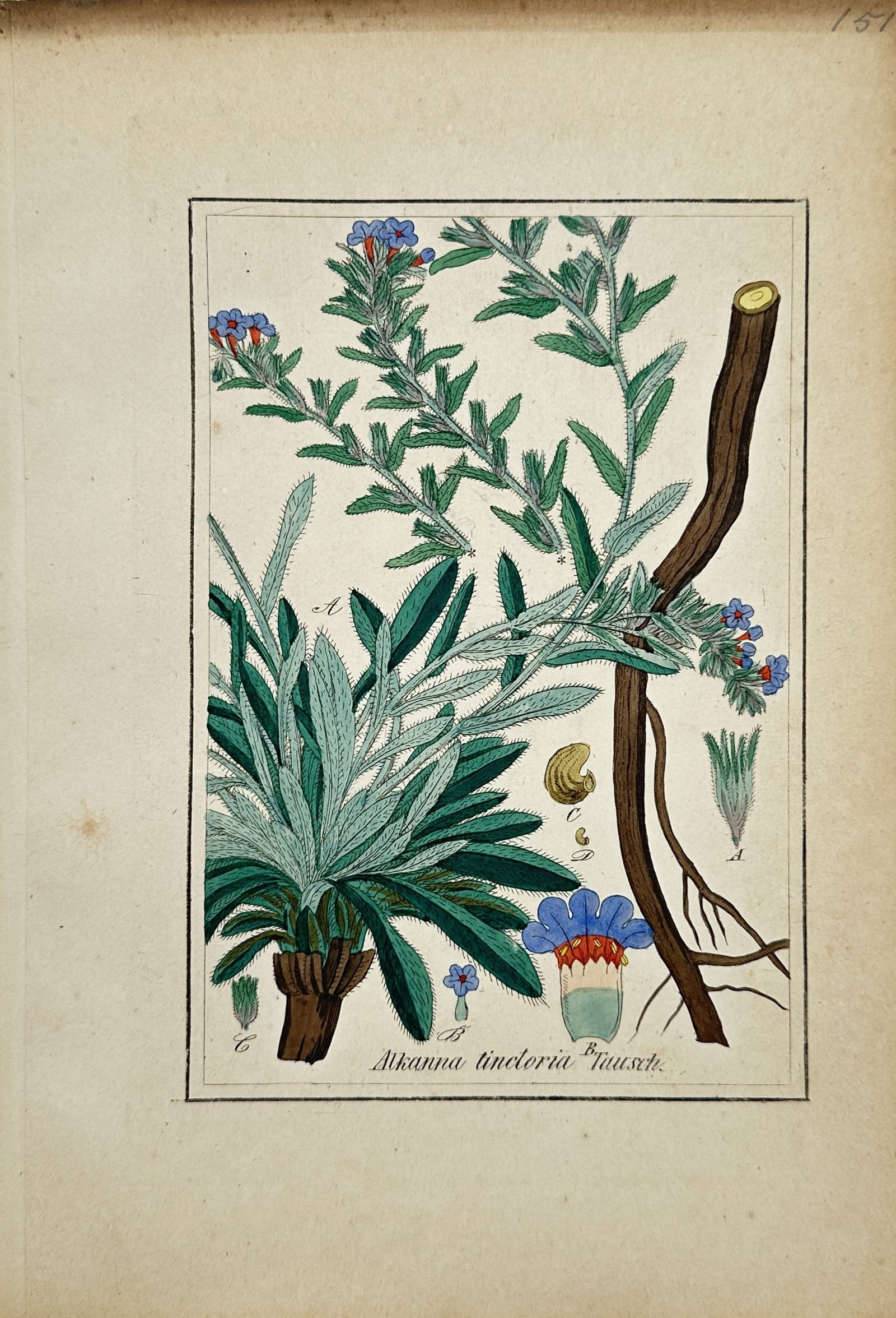 Max Schulze – Alkanna Tinctoria (Dyer's Alkanet) – Lithograph (19th Century) (1 of 2)