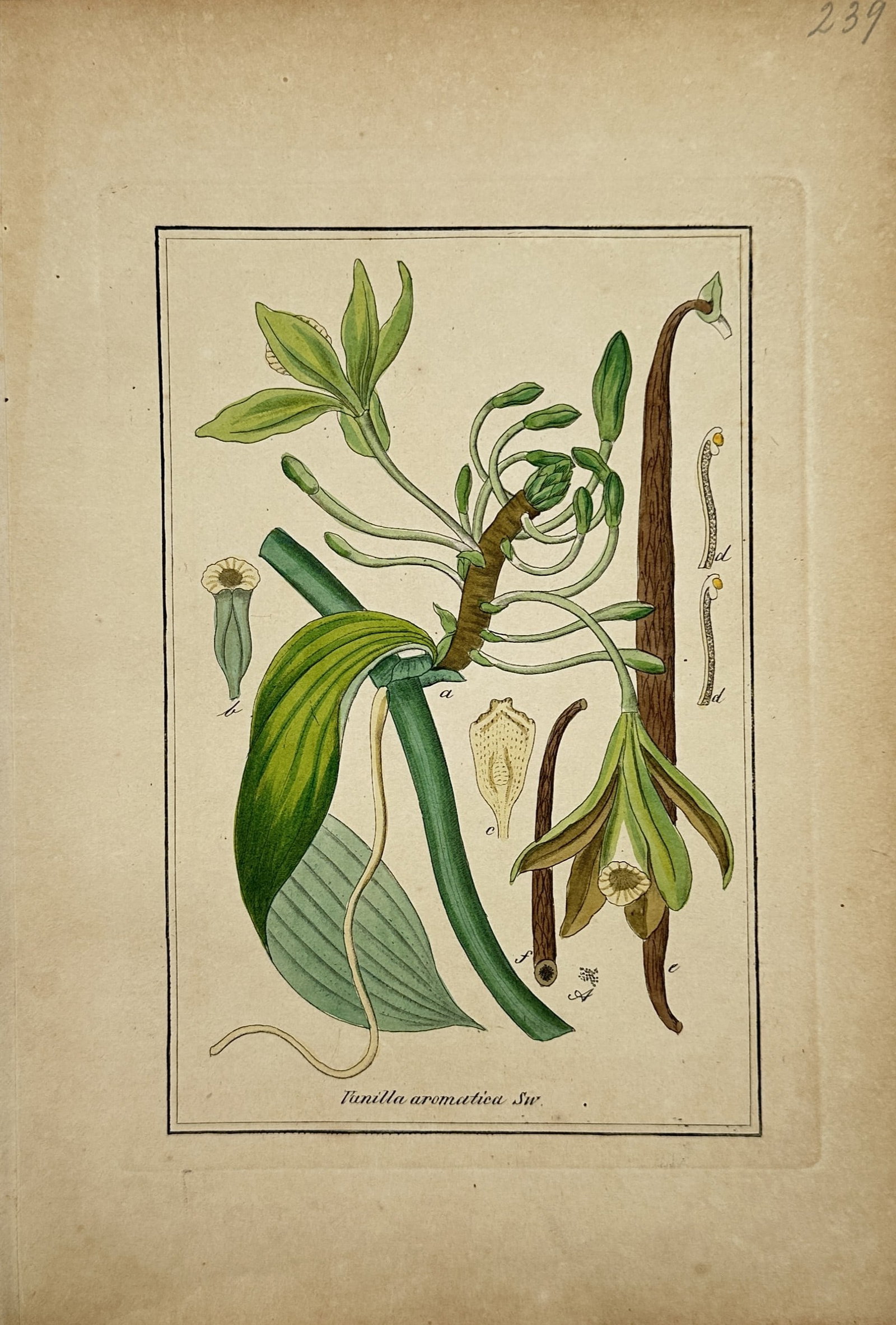 Max Schulze – Vanilla Aromatica (Vanilla) – Lithograph (19th Century): "Vanilla Aromatica" This botanical print illustrates the leaves, climbing stems, flowers, and elongated seed pods of the vanilla orchid (Vanilla aromatica Swartz). The composition highlights nineteent