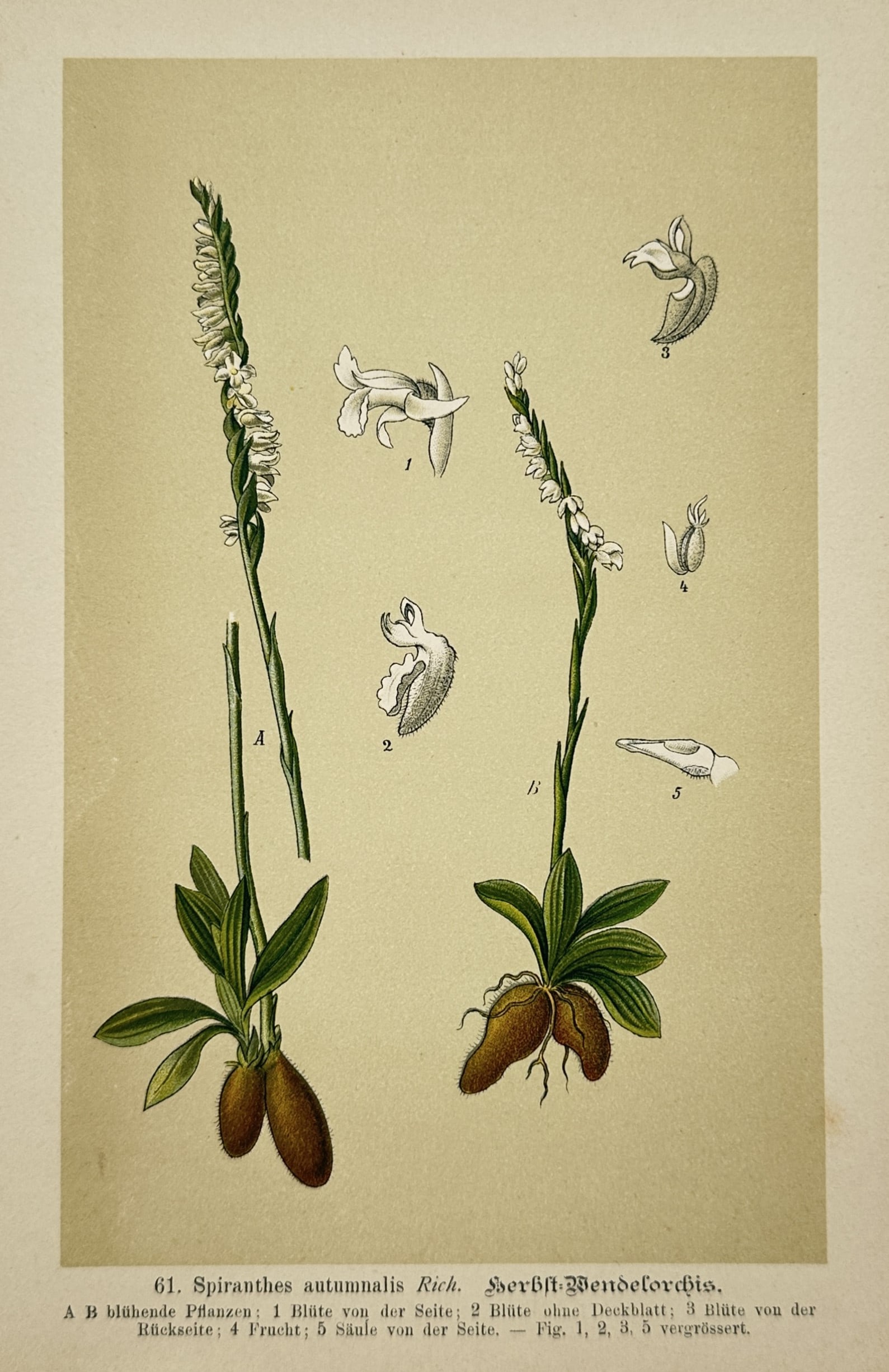 Walter Müller – Autumn Spiranthes: Spiral Orchid Plant – Lithograph (19th Century): "Autumn Spiranthes: Spiranthes Autumnalis Rich." illustrates the spiral orchid plant displaying two distinct specimens with slender lanceolate foliage, ovoid tubers, and characteristic densely spirale