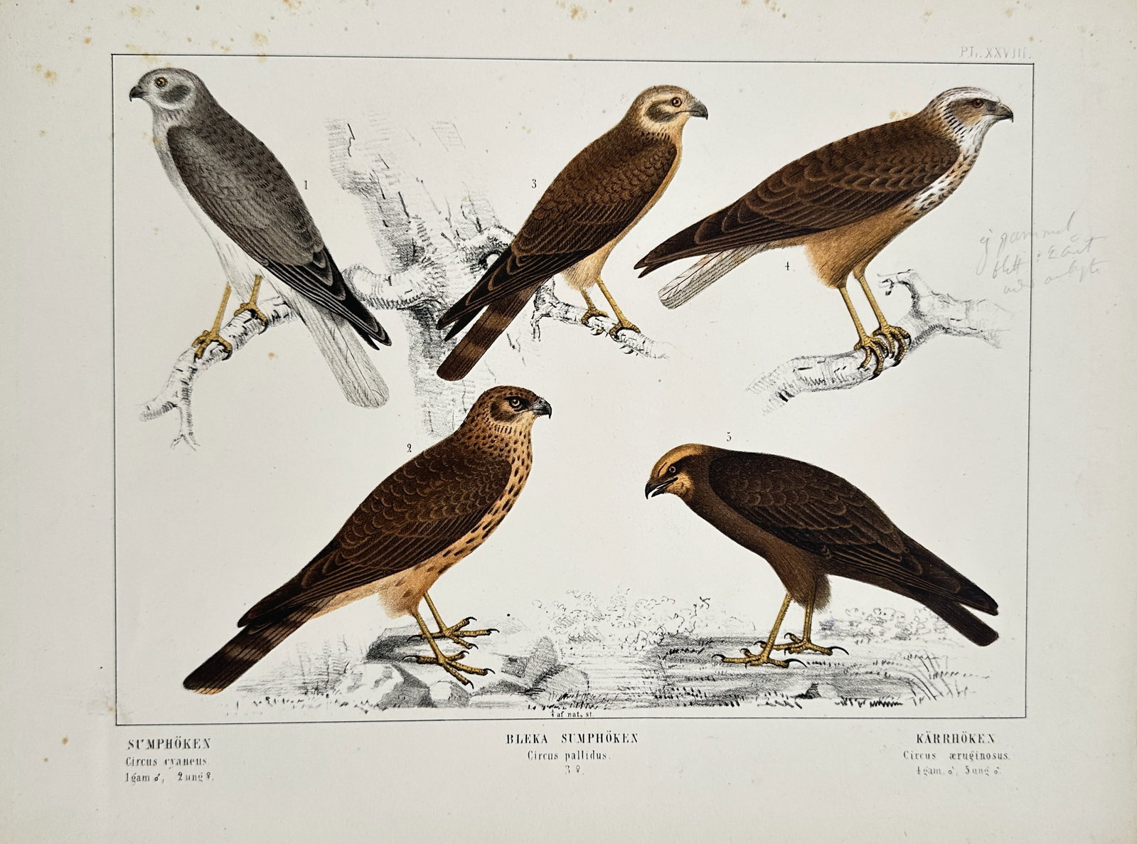 Peter Åkerlund – European Harriers – Lithograph (19th Century): "Harriers" depicts a scientific ornithological study of several European harrier species, illustrating their characteristic plumage and overall appearance for educational and natural history reference