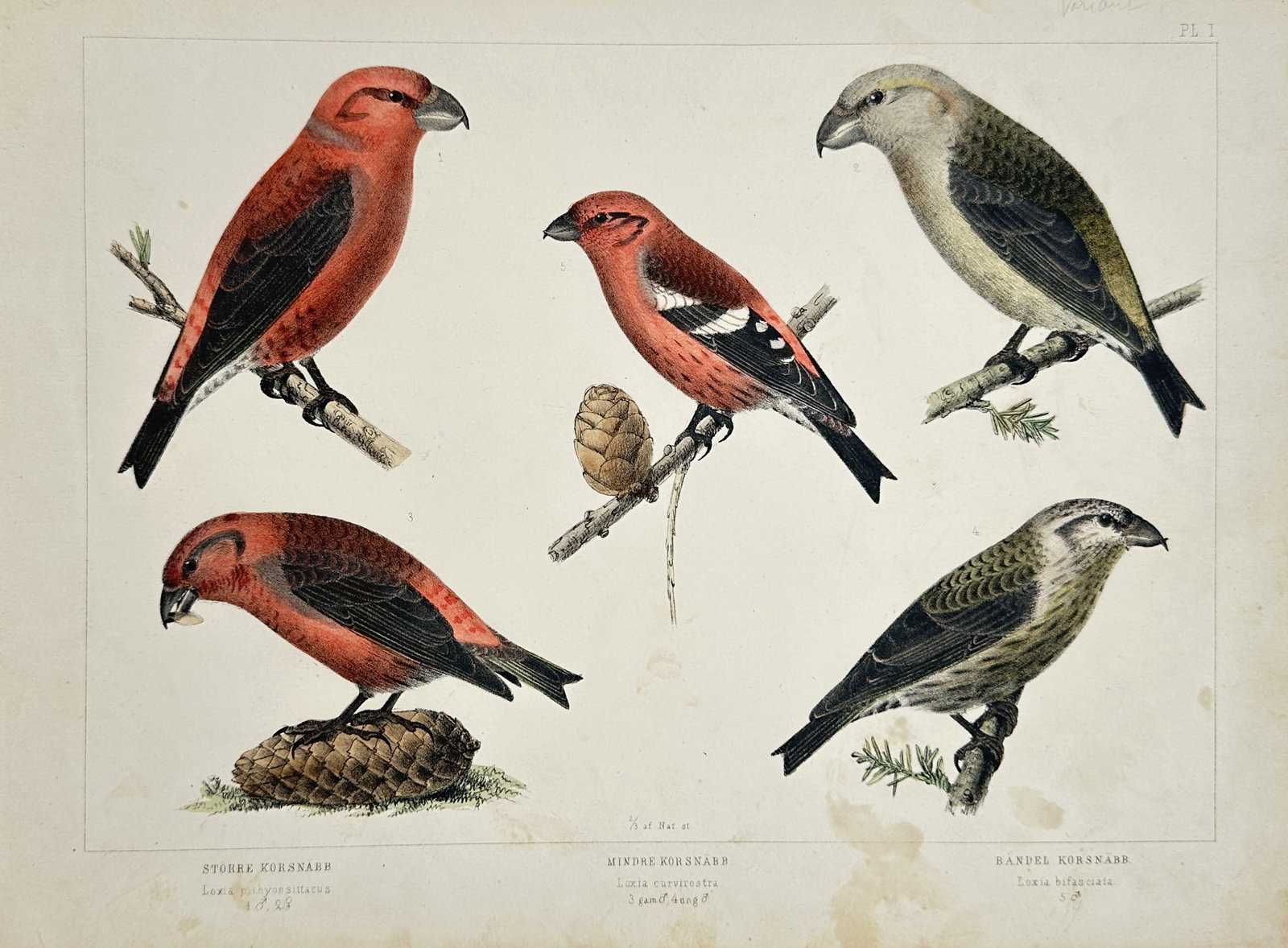 Peter Åkerlund – Crossbills of Northern Europe – Lithograph (19th Century): "Crossbills" depicts a scientific ornithological study of several crossbill species, emphasizing their distinctive forms and plumage in a natural history context. This lithograph reflects the nineteen