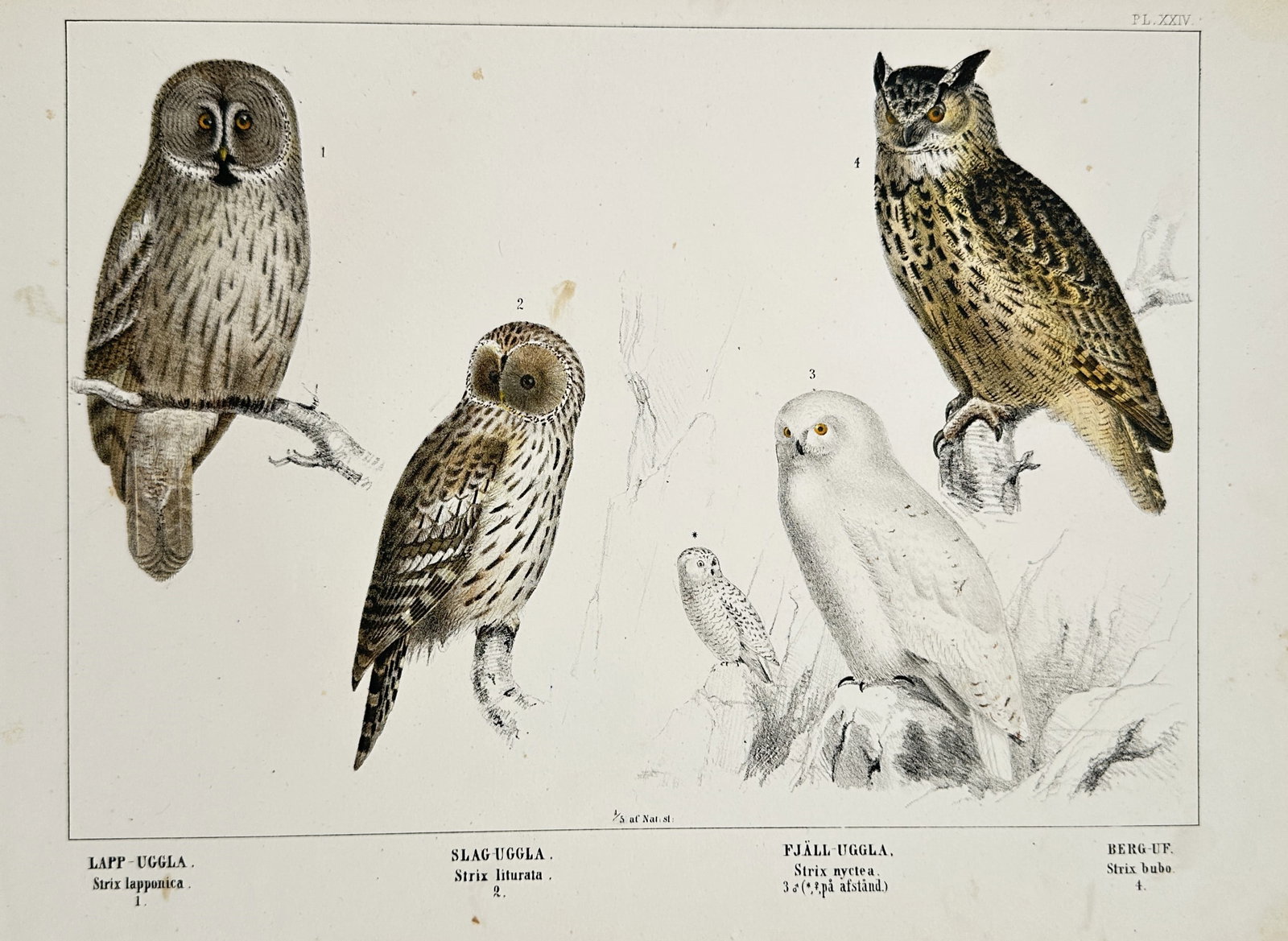 Peter Åkerlund – Northern European Owls – Lithograph (19th Century): "Owls" depicts a scientific ornithological study of several owl species native to Northern Europe, highlighting their distinctive appearance and diversity in a natural history context. This lithograph