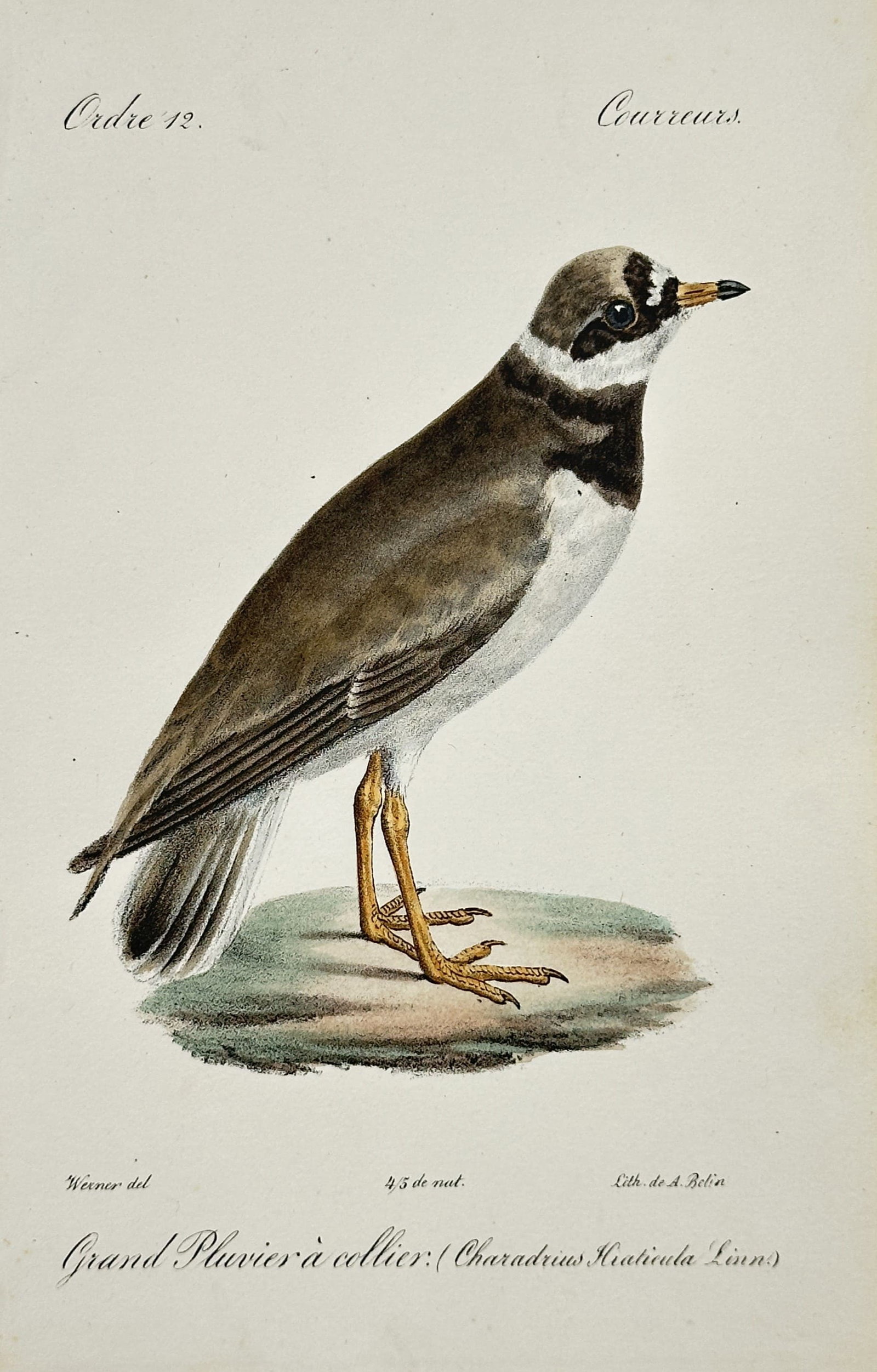 Jean-Charles Werner – Common Ringed Plover Bird Study – Lithograph (19th Century): "Common Ringed Plover" This print features a realistic side view of a small wading bird perched quietly on a smooth mossy rock. The illustration captures the characteristic dark breast band, prominent