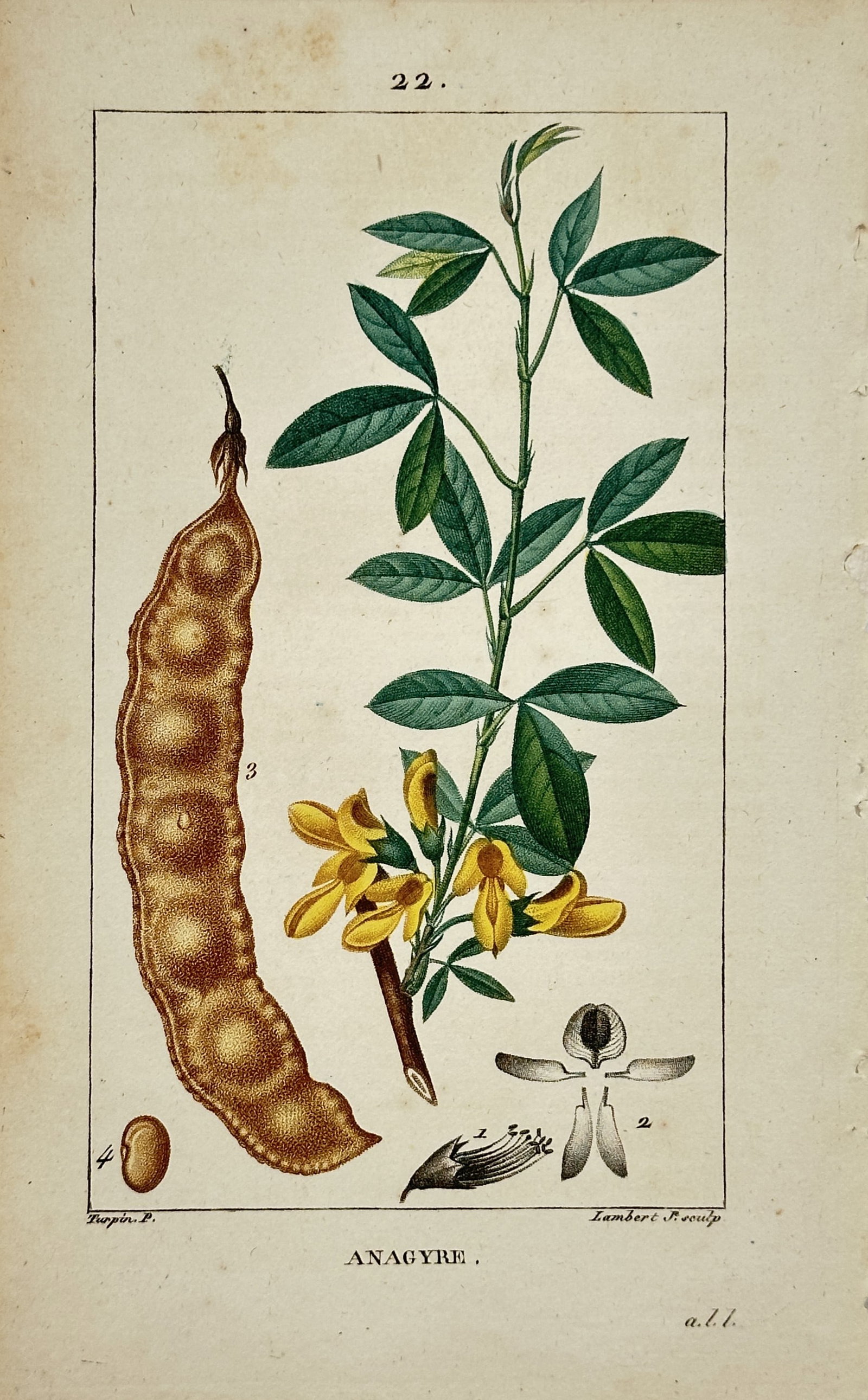 Pierre Jean Francois Turpin – Stinking Bean Trefoil Botanical Study – Engraving (19th Century): "Stinking Bean Trefoil" This print displays a detailed botanical study of a flowering branch featuring trifoliate green leaves and bright yellow blossoms alongside a large textured seed pod. The scien