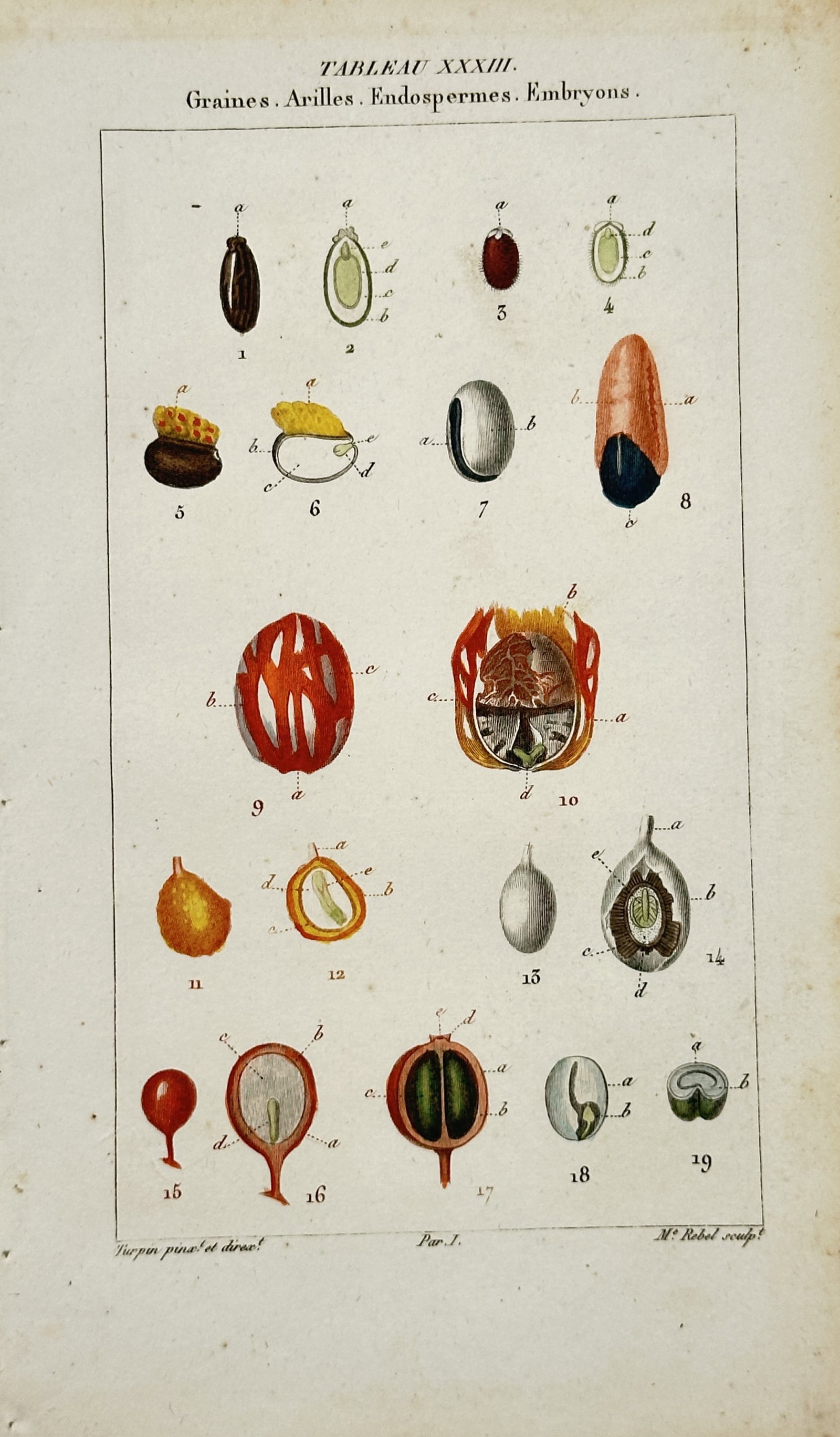 Pierre Jean Francois Turpin – Variety of Seeds and Embryos Study – Engraving (19th Century) (1 of 2)