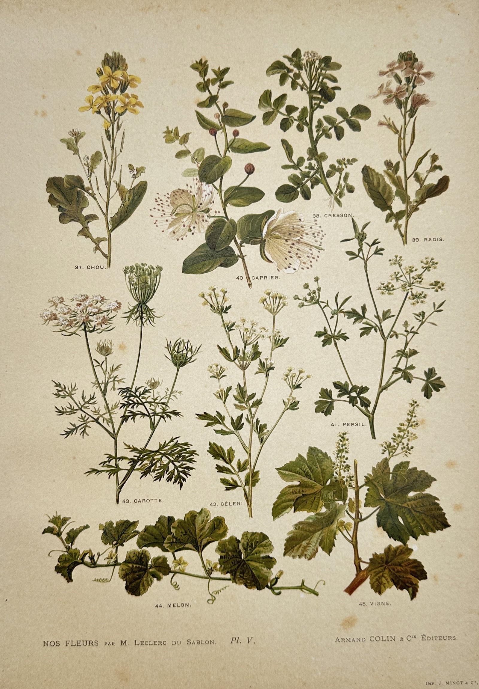 Albert Mathieu Leclerc du Sablon – Variety of Garden Vegetables and Flowering Plants –: "Our Flowers" This print features a scientific overview of diverse edible crops and green herbs including carrot greens, celery stalks, caper blossoms, parsley, and climbing melon vines. The education