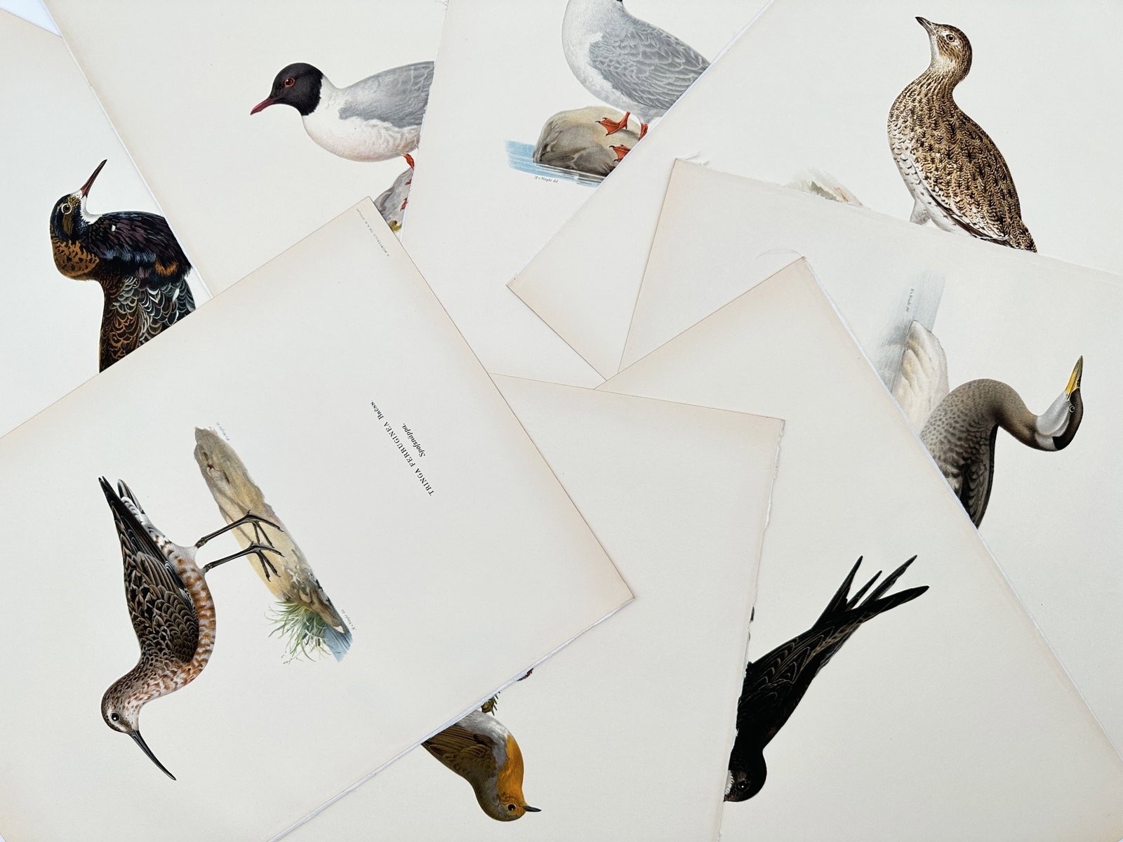 Magnus von Wright – Set of 8: European Birds – Lithographs (1920s): "European Birds" This set of prints illustrates various Scandinavian and European bird species rendered with detailed plumage and characteristic natural features. The collection highlights early twent
