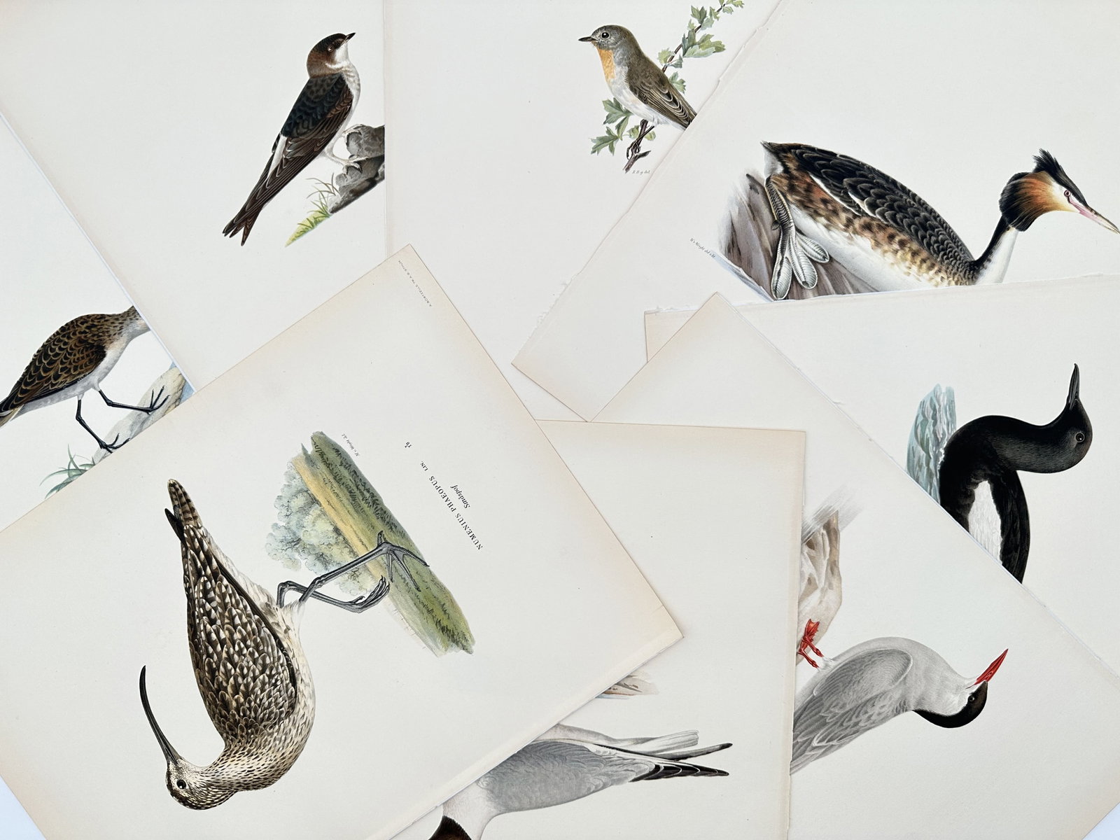 Magnus von Wright – Set of 8: Nordic Waterbirds and Songbirds – Lithographs (1920s): "Nordic Waterbirds and Songbirds" This set of prints illustrates various Scandinavian bird species depicted in their natural habitats with detailed anatomical precision and plumage patterns. The colle