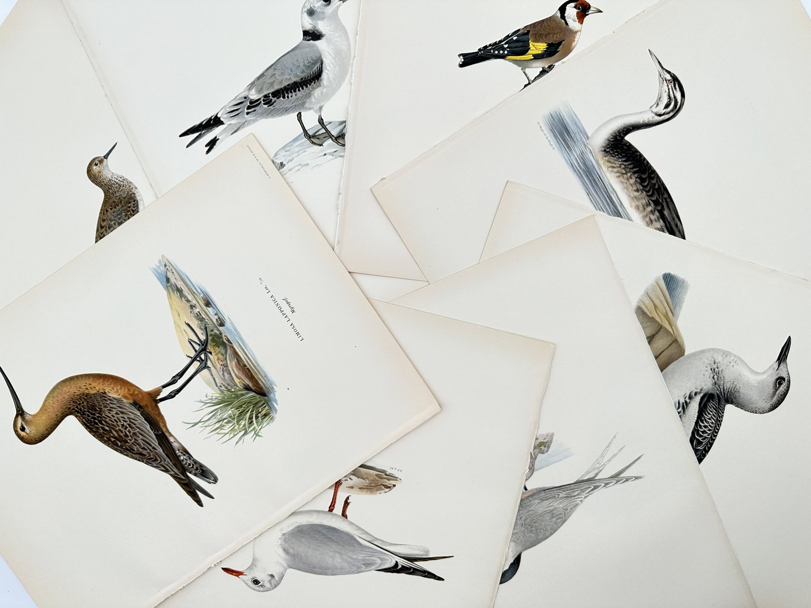 Magnus von Wright – Set of 8: Wading and Shore Birds – Lithographs (1920s): "Wading and Shore Birds" This set of prints illustrates various Scandinavian wading and shore bird species depicted with precise feather details and natural coloring. The collection highlights early t