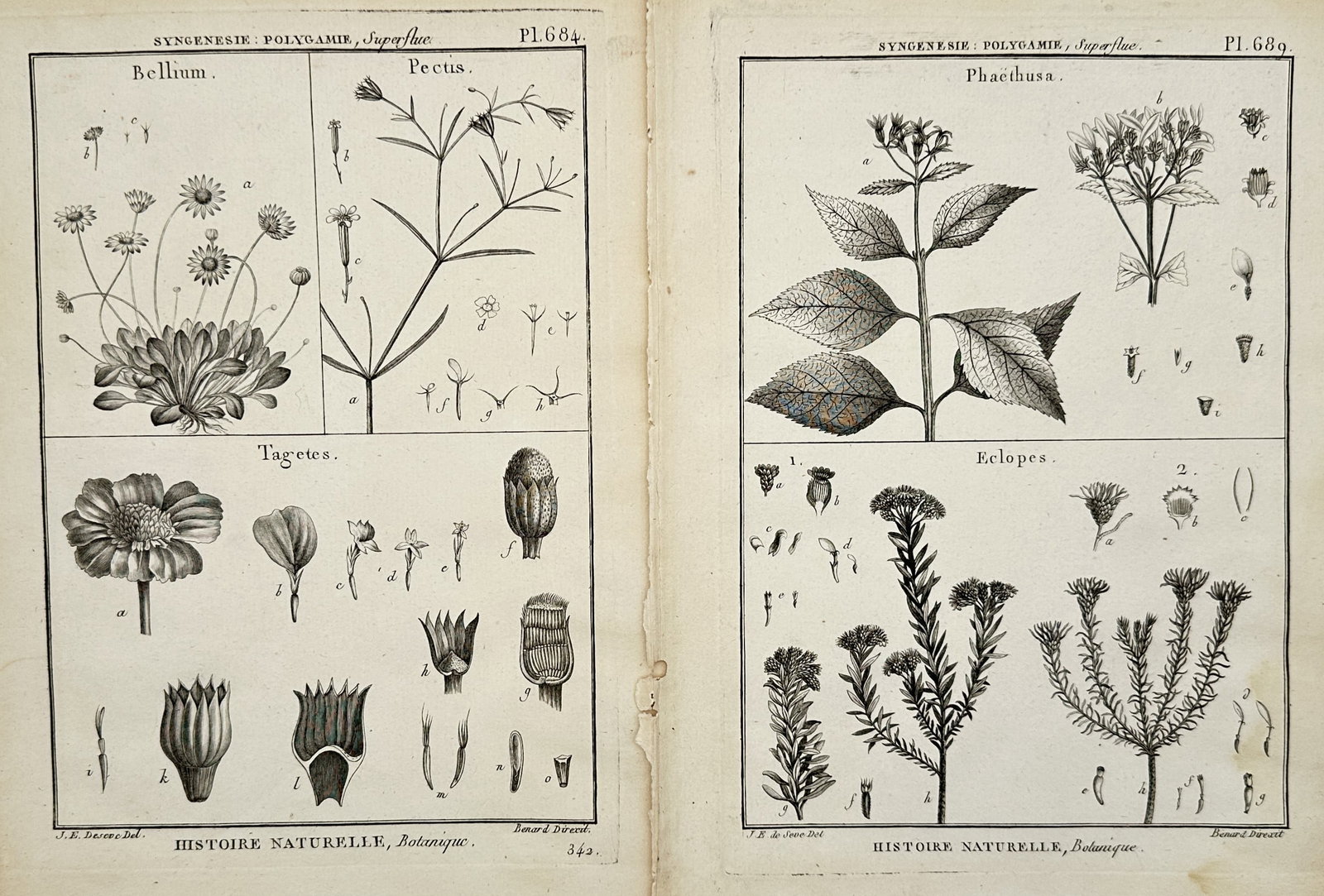 Robert Bénard – Set of 3: Botanical Studies of Syngenesia Plants – Engravings (18th Century) (1 of 2)