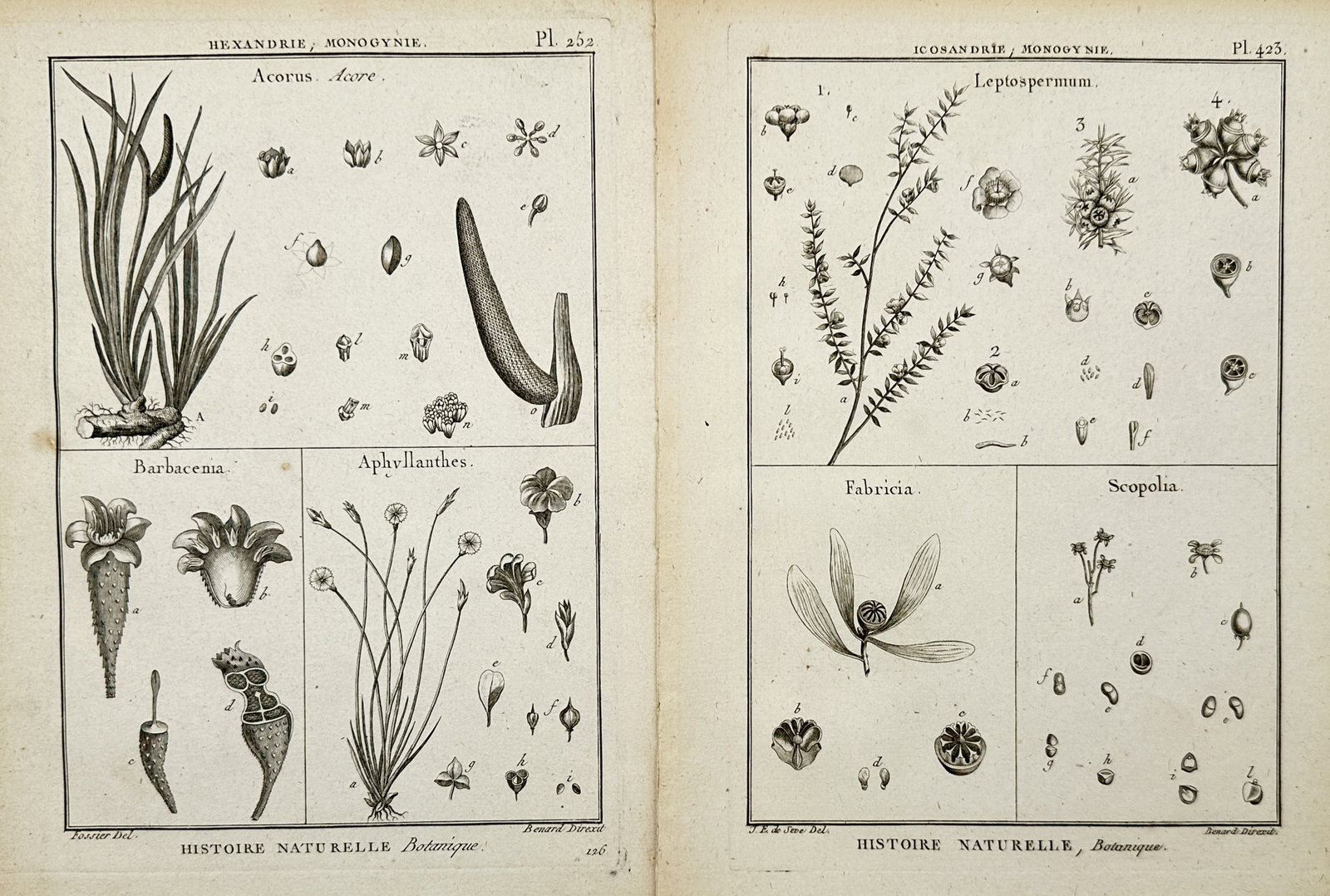Robert Bénard – Set of 3: Botanical Studies of Hexandrian and Icosandrian Plants – Engravings (1 of 2)