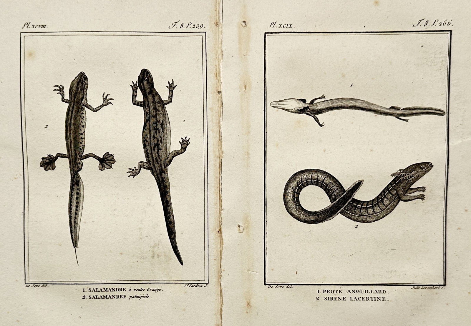 Georges-Louis Leclerc, Comte de Buffon – Set of 2: Herpetological Studies of Salamanders (1 of 1)