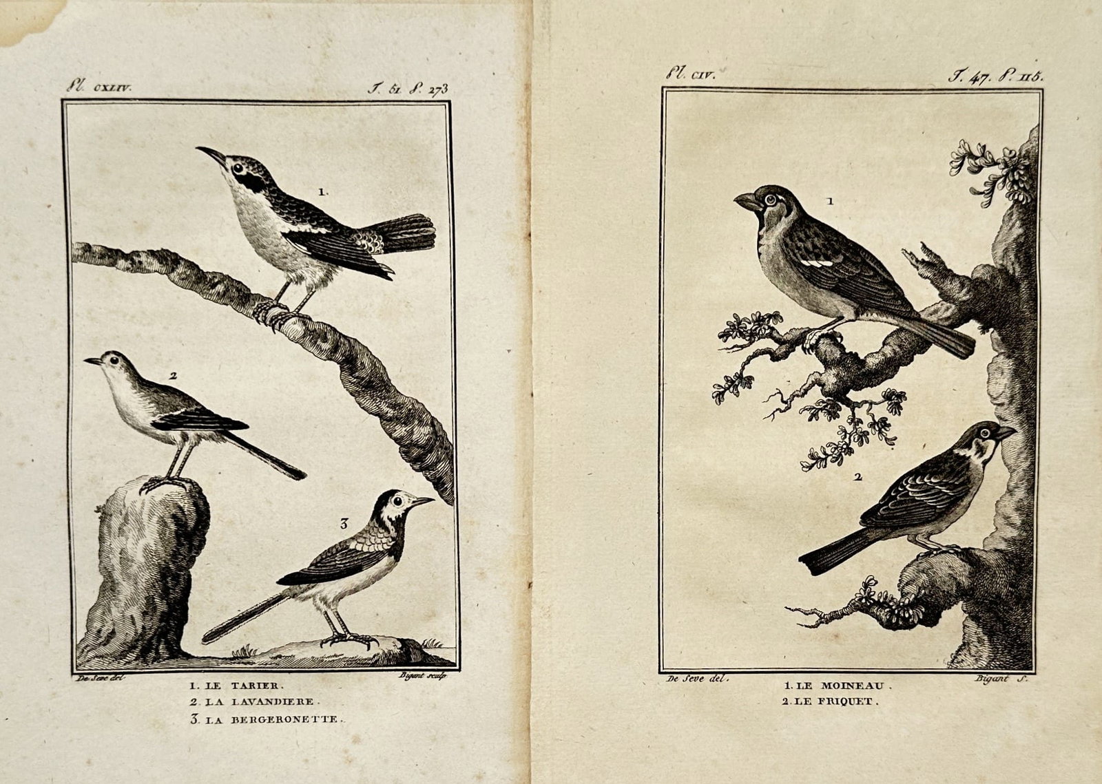 Georges-Louis Leclerc, Comte de Buffon – Set of 2: Ornithological Studies of Sparrows – (1 of 1)