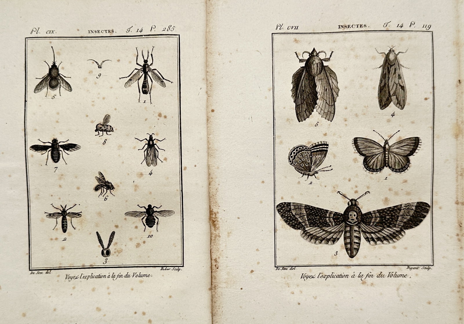 Georges-Louis Leclerc, Comte de Buffon – Set of 2: Entomological Studies of Flies, Moths (1 of 2)