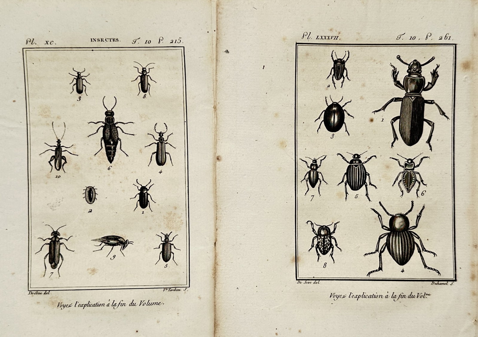 Georges-Louis Leclerc, Comte de Buffon – Set of 2: Entomological Studies of Beetles – Engravings (1 of 2)