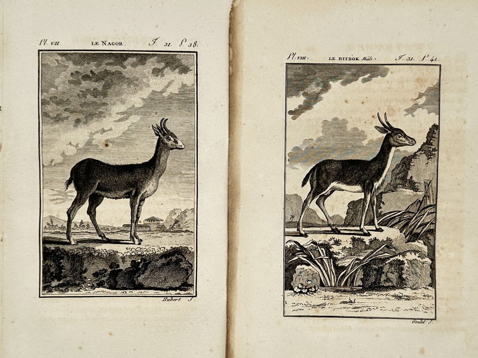 Georges-Louis Leclerc, Comte de Buffon – Set of 2: Zoological Studies of Antelopes – Engravings: "Zoological Studies of Antelopes" This set of prints illustrates natural history studies depicting horned ungulates in landscape settings, featuring species including the nagor and reedbuck. The colle