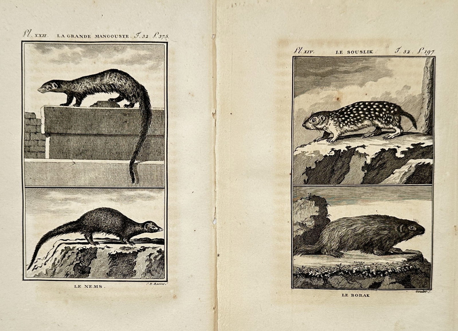 Georges-Louis Leclerc, Comte de Buffon – Set of 2: Zoological Studies of Mongooses and Ground (1 of 1)