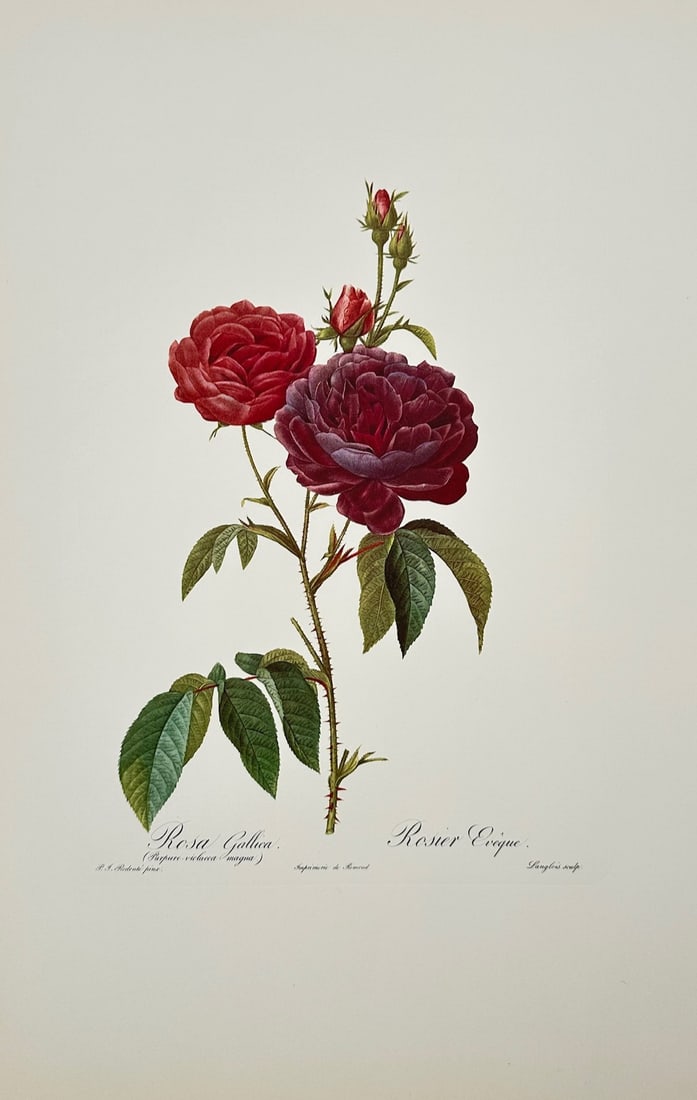 Pierre-Joseph Redouté,after – Bishop Rose – Offset print (20th Century): "Bishop Rose" presents a botanical study depicting deep red and purple rose blooms alongside rosebuds and green foliage on a central stem. The illustration showcases rich floral hues and fine naturali