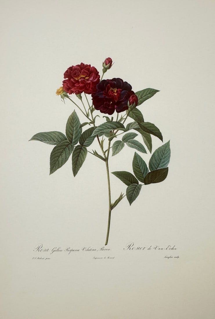 Pierre-Joseph Redouté,after – Van Eeden Rose – Offset print (20th Century) (1 of 2)