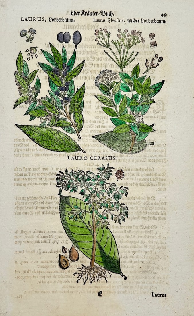 Johann Joachim Becher – Laurel and Cherry Laurel Trees – Hand-Colored Woodcut (1662): "Laurel and Cherry Laurel Trees" presents a botanical page illustrating varieties of laurel trees, showcasing leafy branches, berries, and seed structures alongside historical typography. The composit