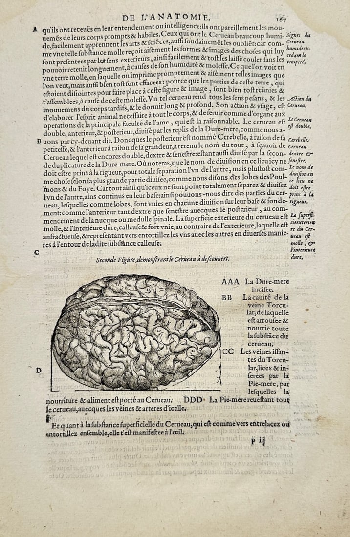 Ambroise Paré – Brain Anatomy Exposed – Woodcut (16th Century): "Brain Anatomy Exposed" presents an early anatomical page illustrating a detailed cross-section of the human brain with its gyri and sulci exposed within the cranial cavity. The woodcut features clear